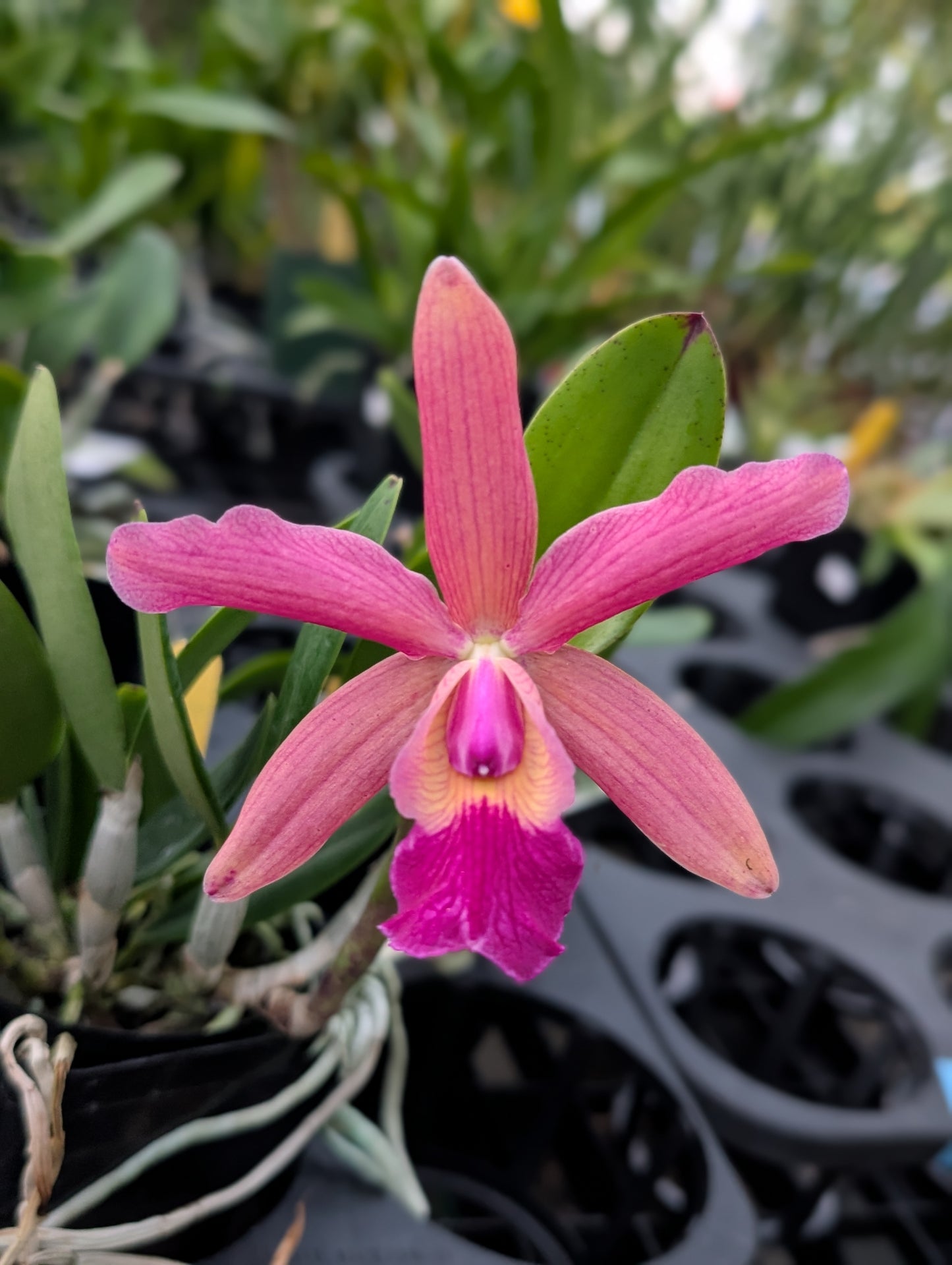 C. QF Lopaka (aclandiae x C. QF Hazel Kealoha)  | BS not bloom