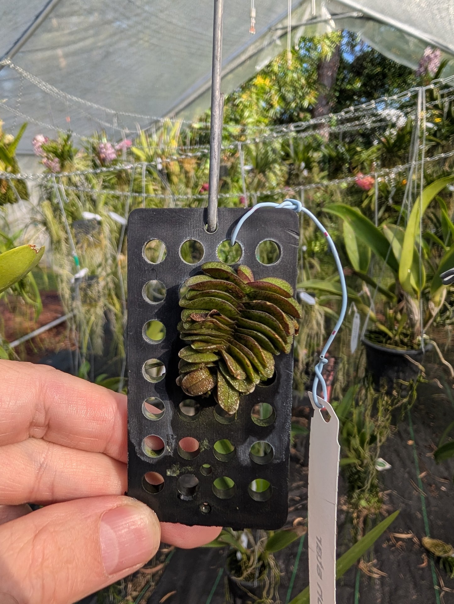 Schoenorchis seidenfadenii | BS