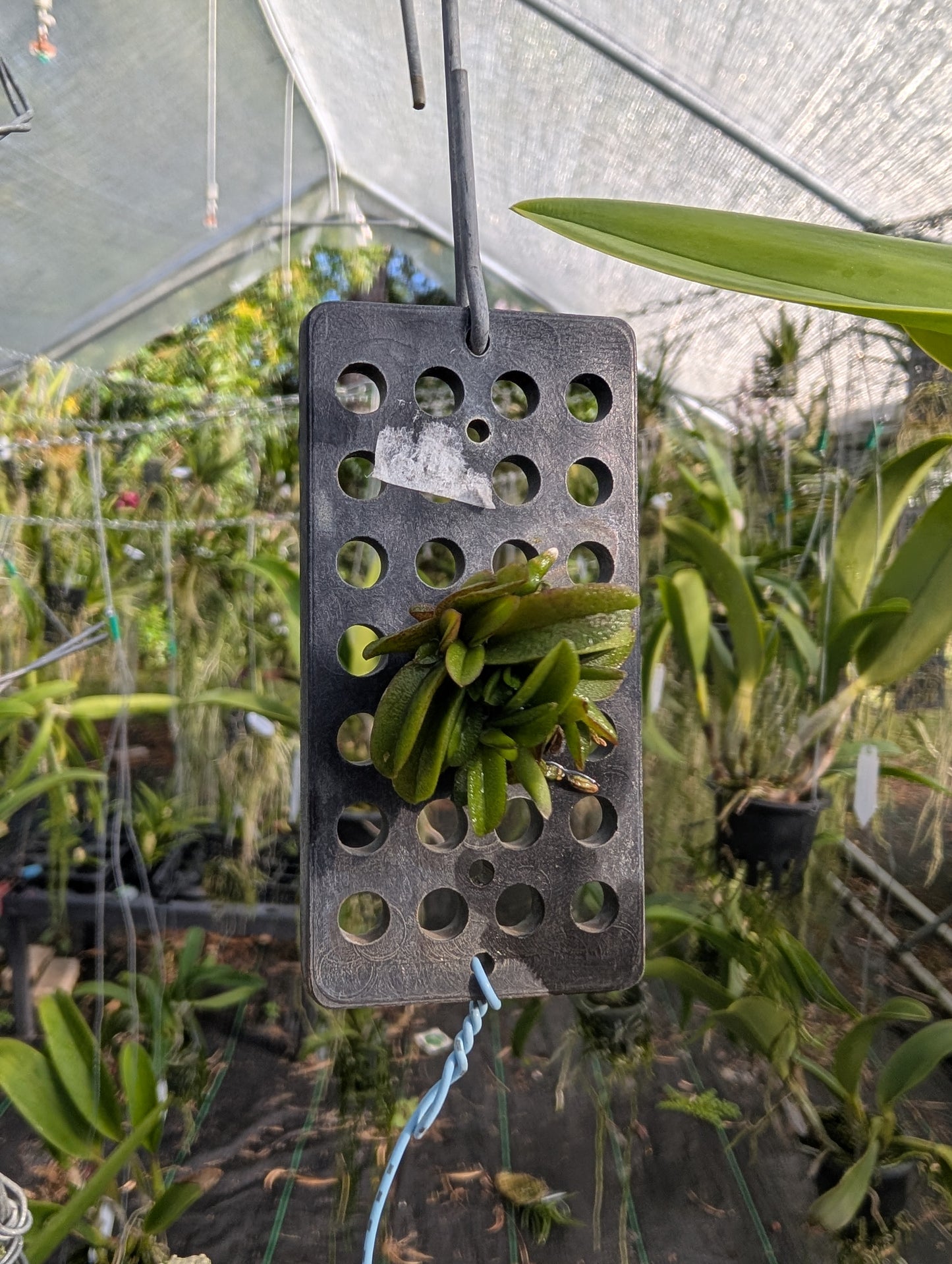 Schoenorchis seidenfadenii | BS