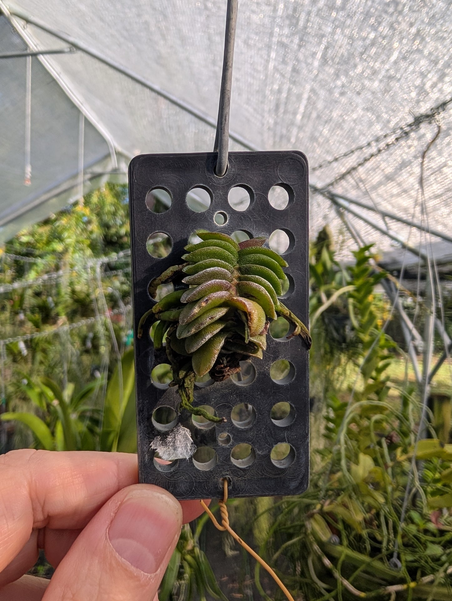 Schoenorchis seidenfadenii | BS