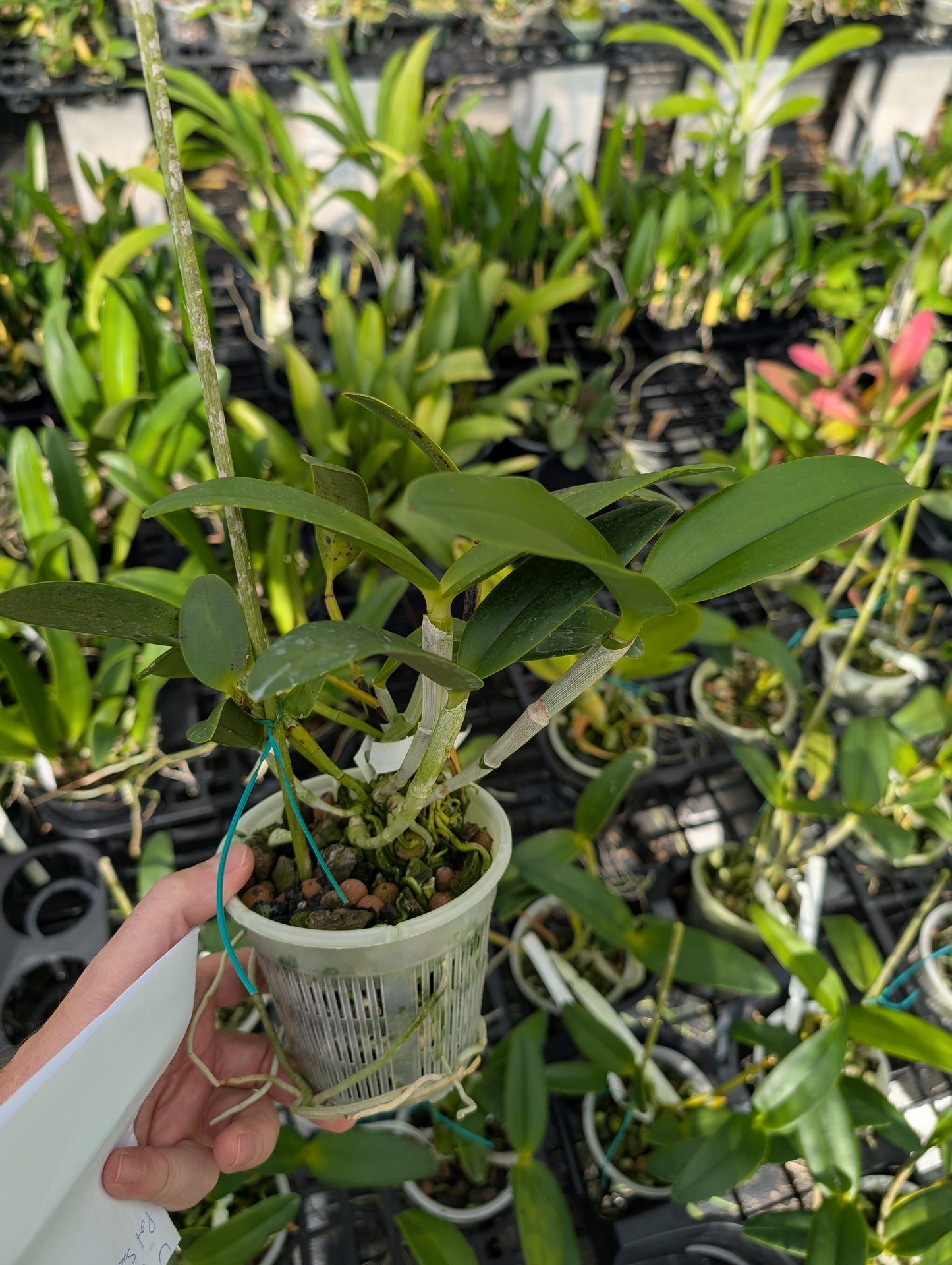 C. tigrina alba 'Alegria' x C. tigrina suave | Seed grown cross