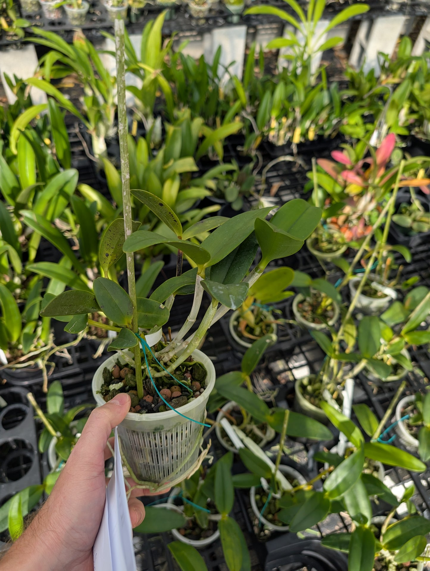 C. tigrina alba 'Alegria' x C. tigrina suave | Seed grown cross