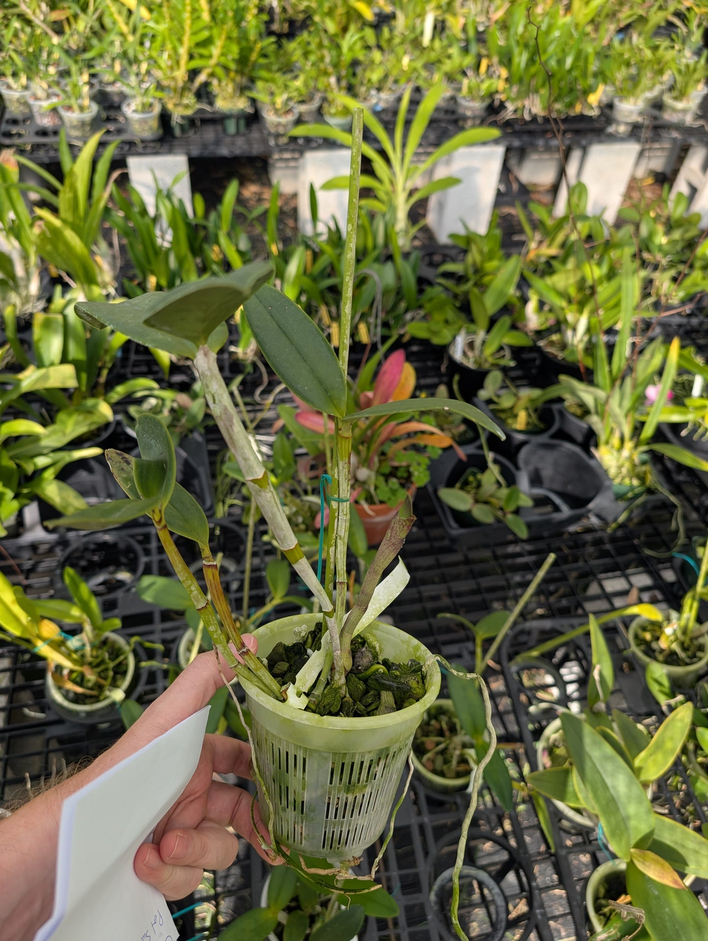 C. tigrina alba 'Alegria' x C. tigrina suave | Seed grown cross