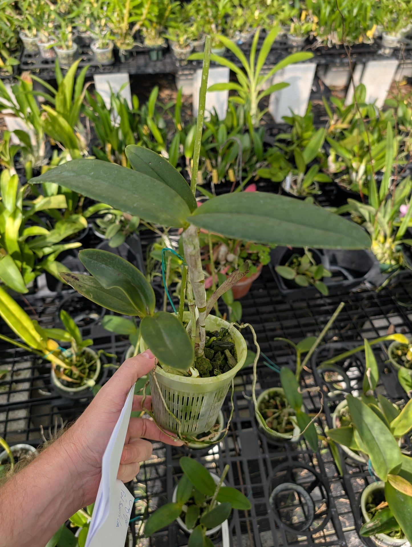 C. tigrina alba 'Alegria' x C. tigrina suave | Seed grown cross