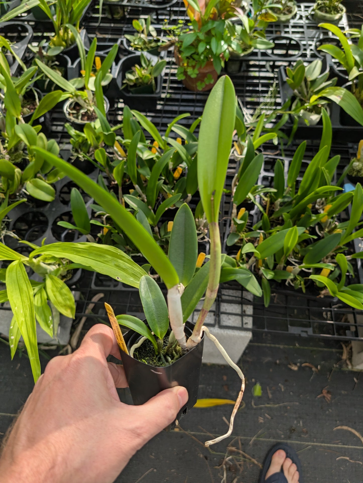 C. Volcano Wonderland 'V.Q' x BC. Walter August 'Pink Flare' | BS not in bloom