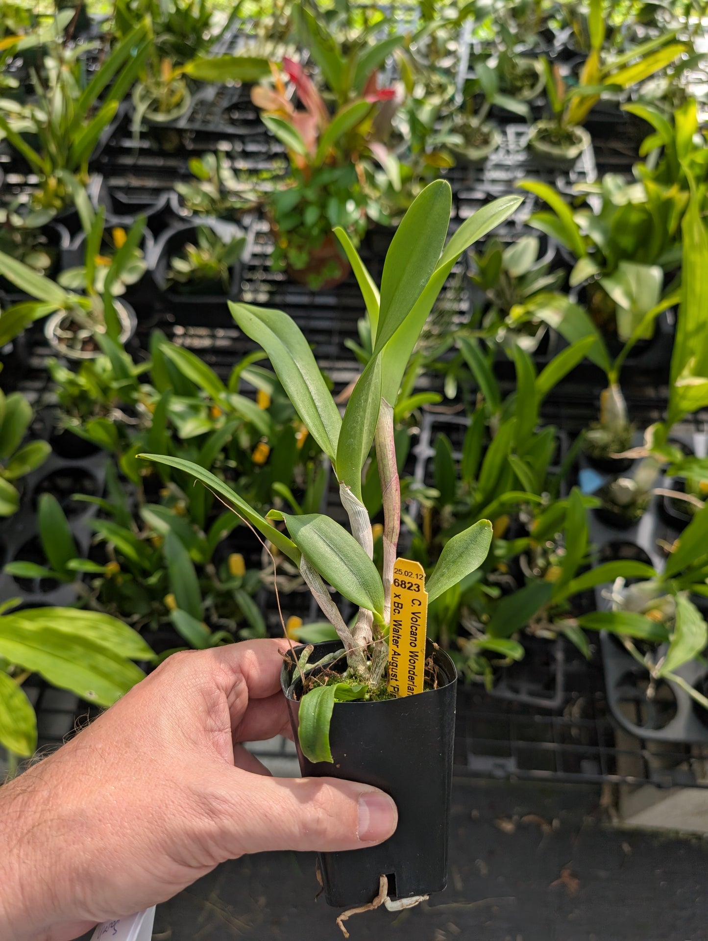 C. Volcano Wonderland 'V.Q' x BC. Walter August 'Pink Flare' | BS not in bloom