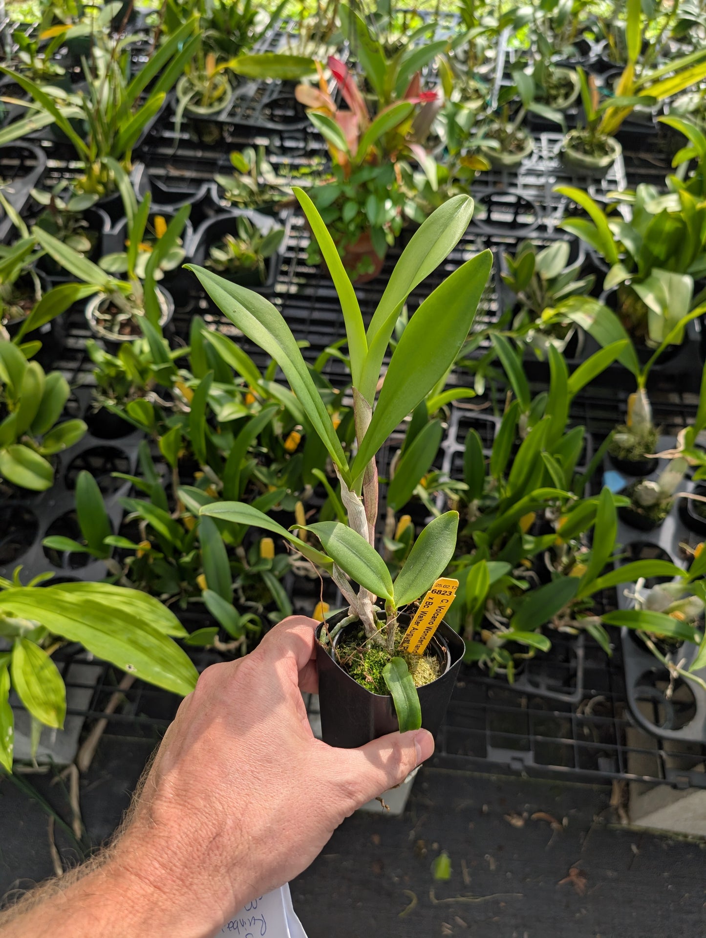 C. Volcano Wonderland 'V.Q' x BC. Walter August 'Pink Flare' | BS not in bloom