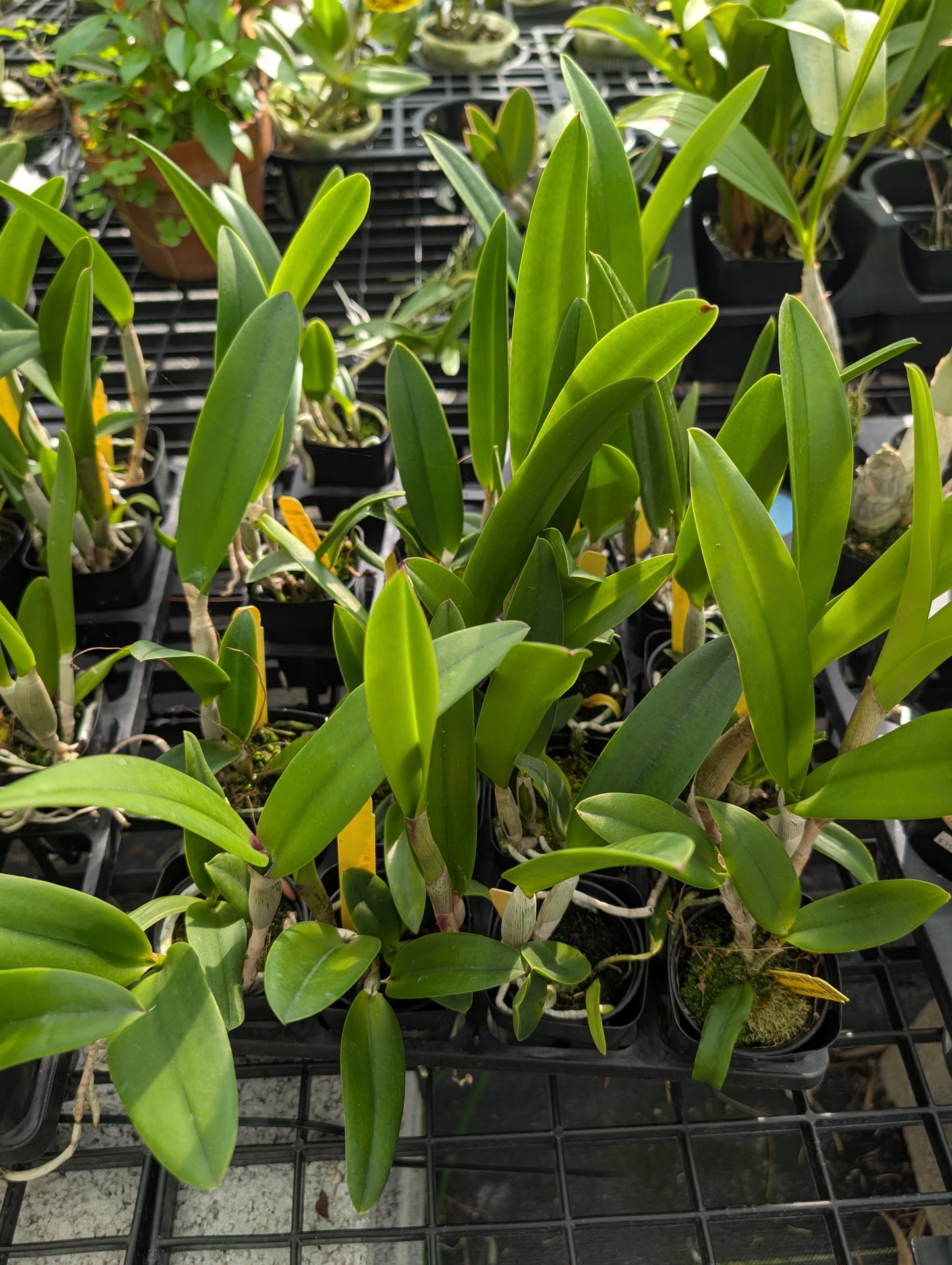 Bc. Walter August 'Twinkle' x C. Cantagalo 'Fuerta's Spots' | BS not in bloom