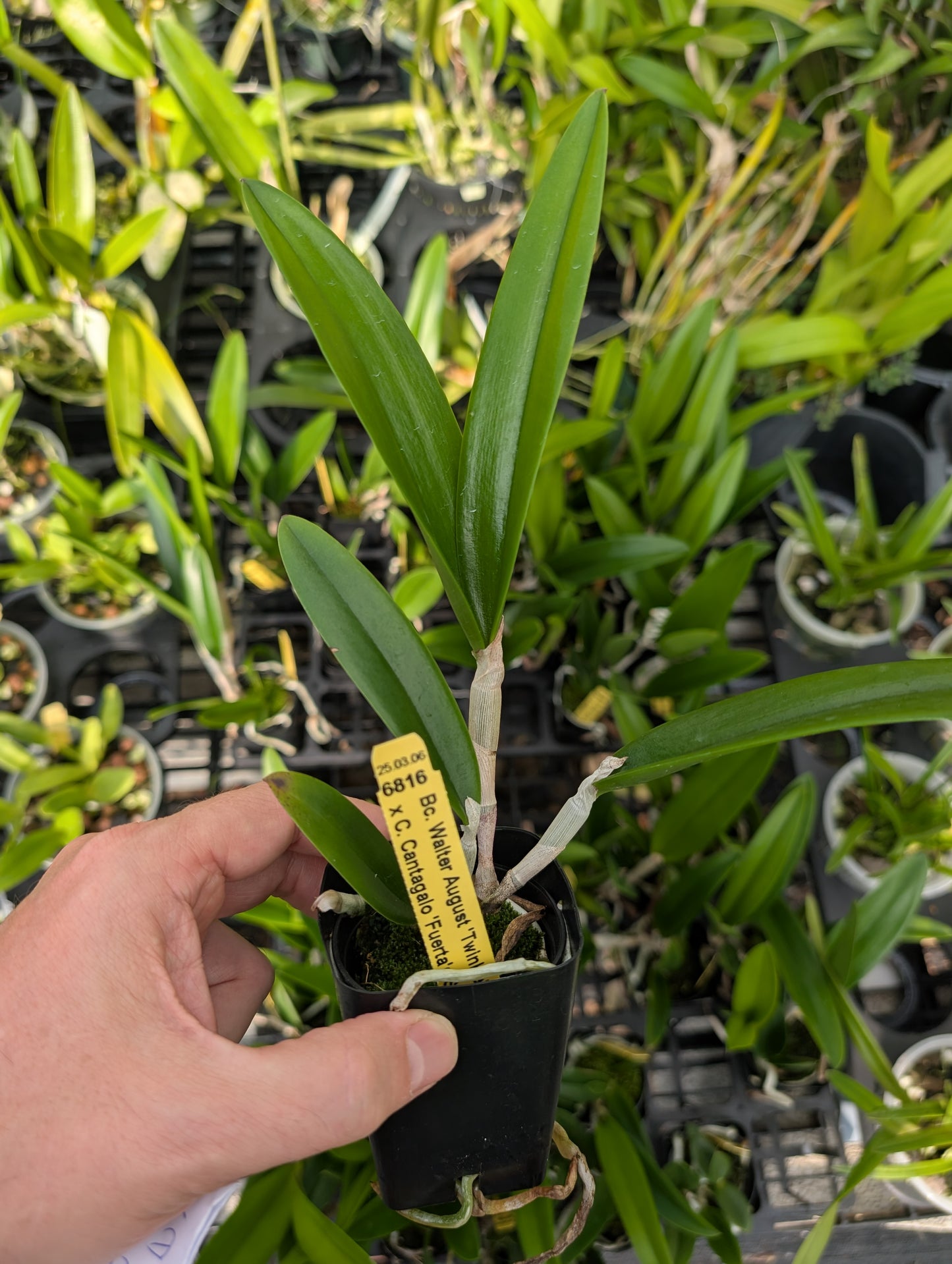 Bc. Walter August 'Twinkle' x C. Cantagalo 'Fuerta's Spots' | BS not in bloom