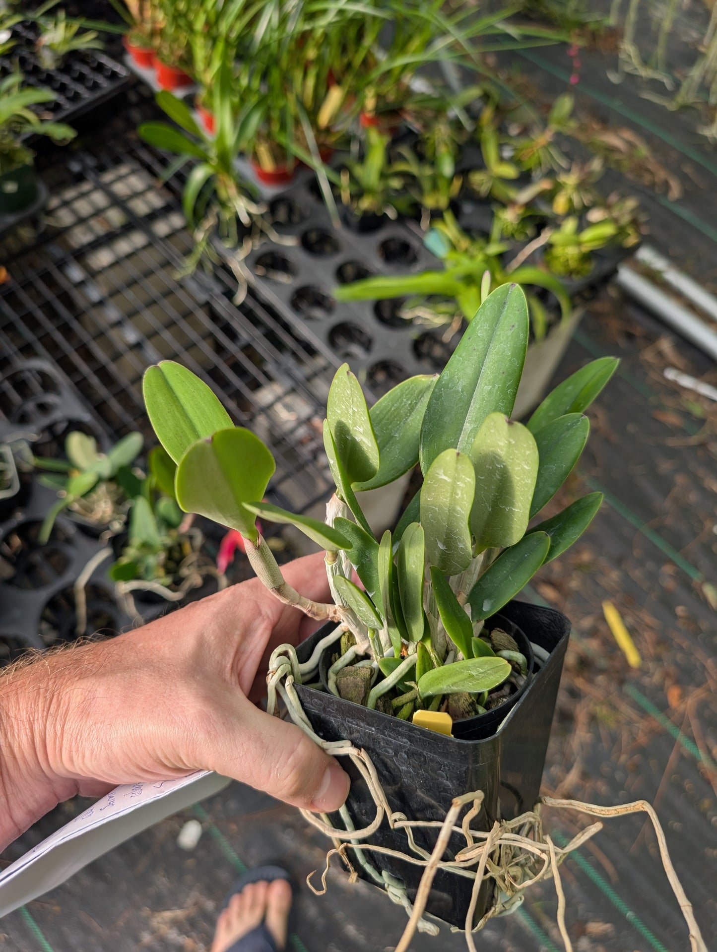 C. QF Lopaka (aclandiae x C. QF Hazel Kealoha)  | BS not bloom