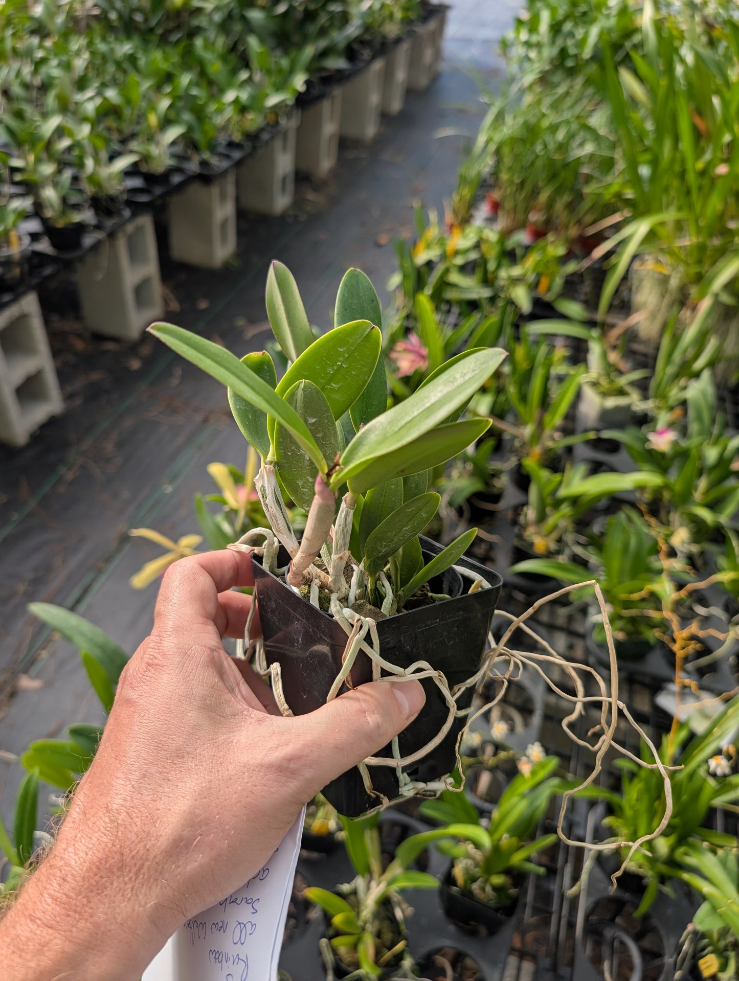 C. QF Lopaka (aclandiae x C. QF Hazel Kealoha)  | BS not bloom