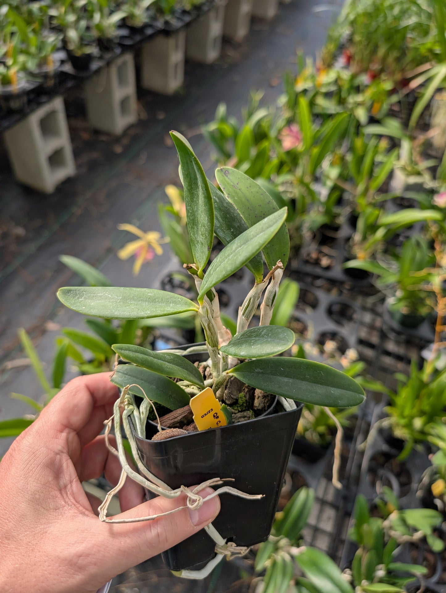 C. QF Lopaka (aclandiae x C. QF Hazel Kealoha)  | BS not bloom