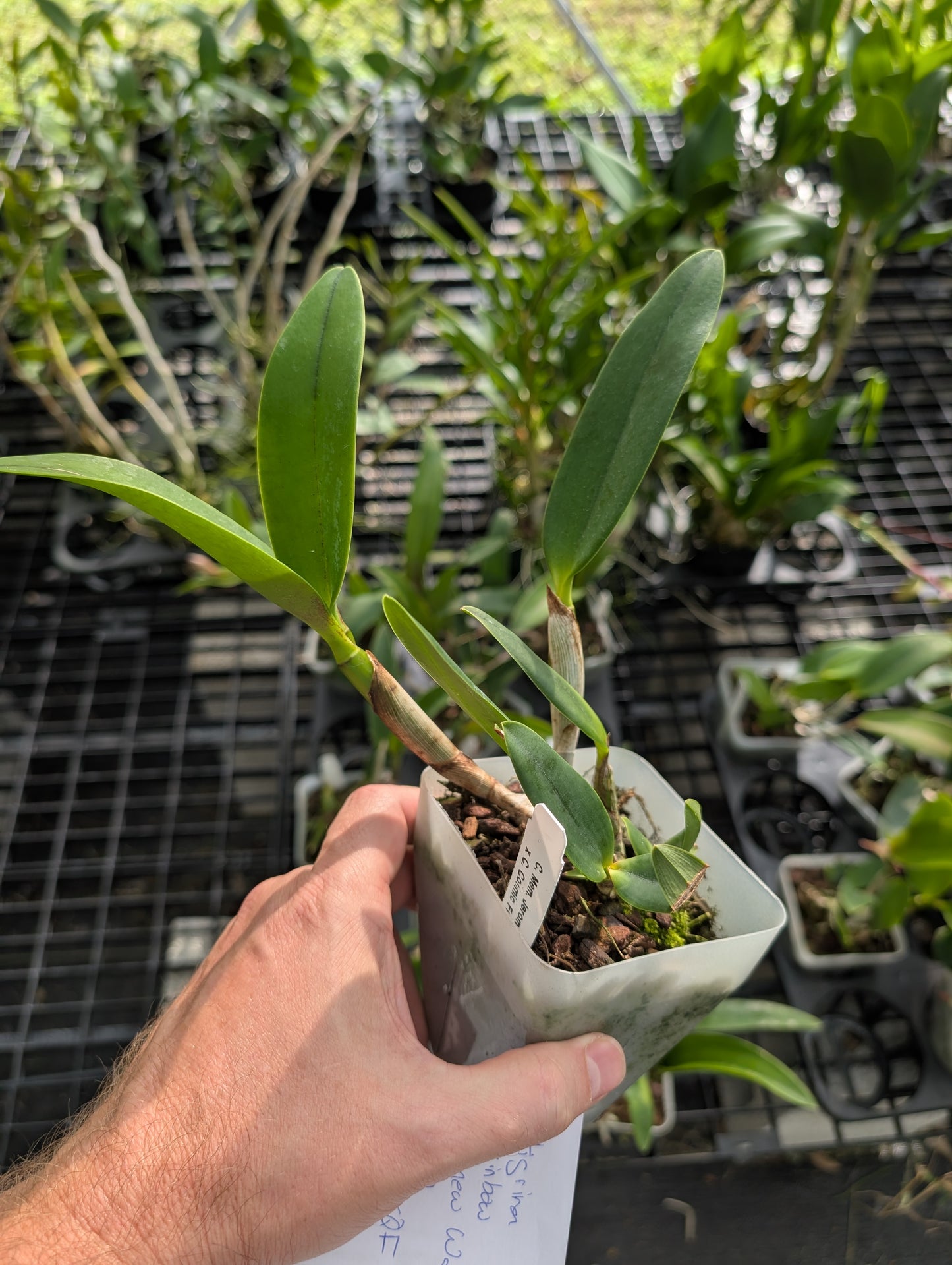 Cattleya Sarah LuettickeArchbell | BS not in bloom