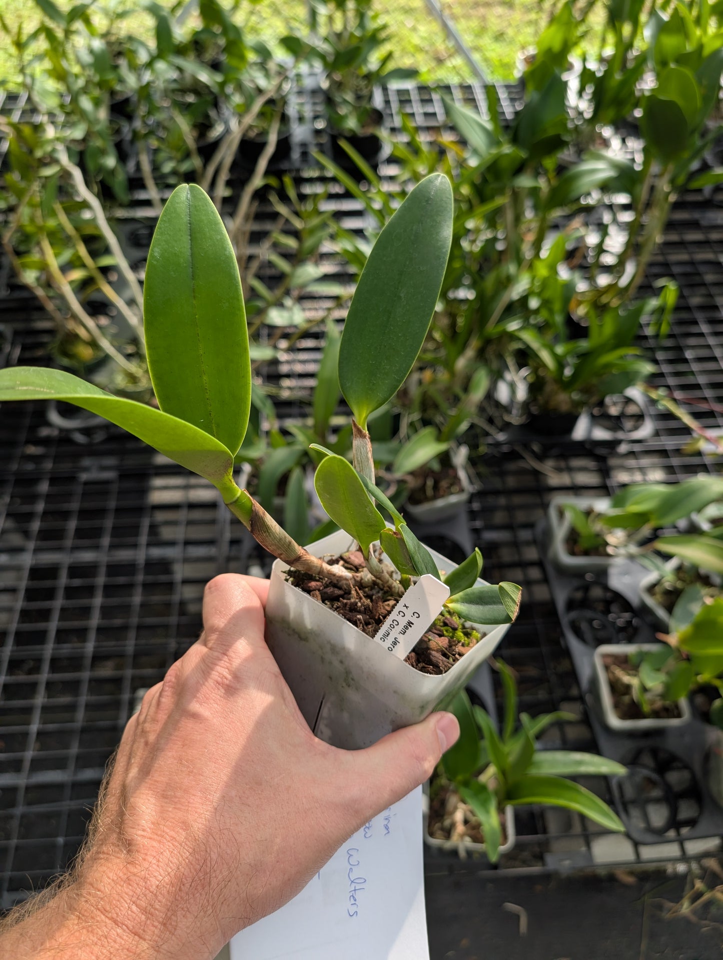 Cattleya Sarah LuettickeArchbell | BS not in bloom