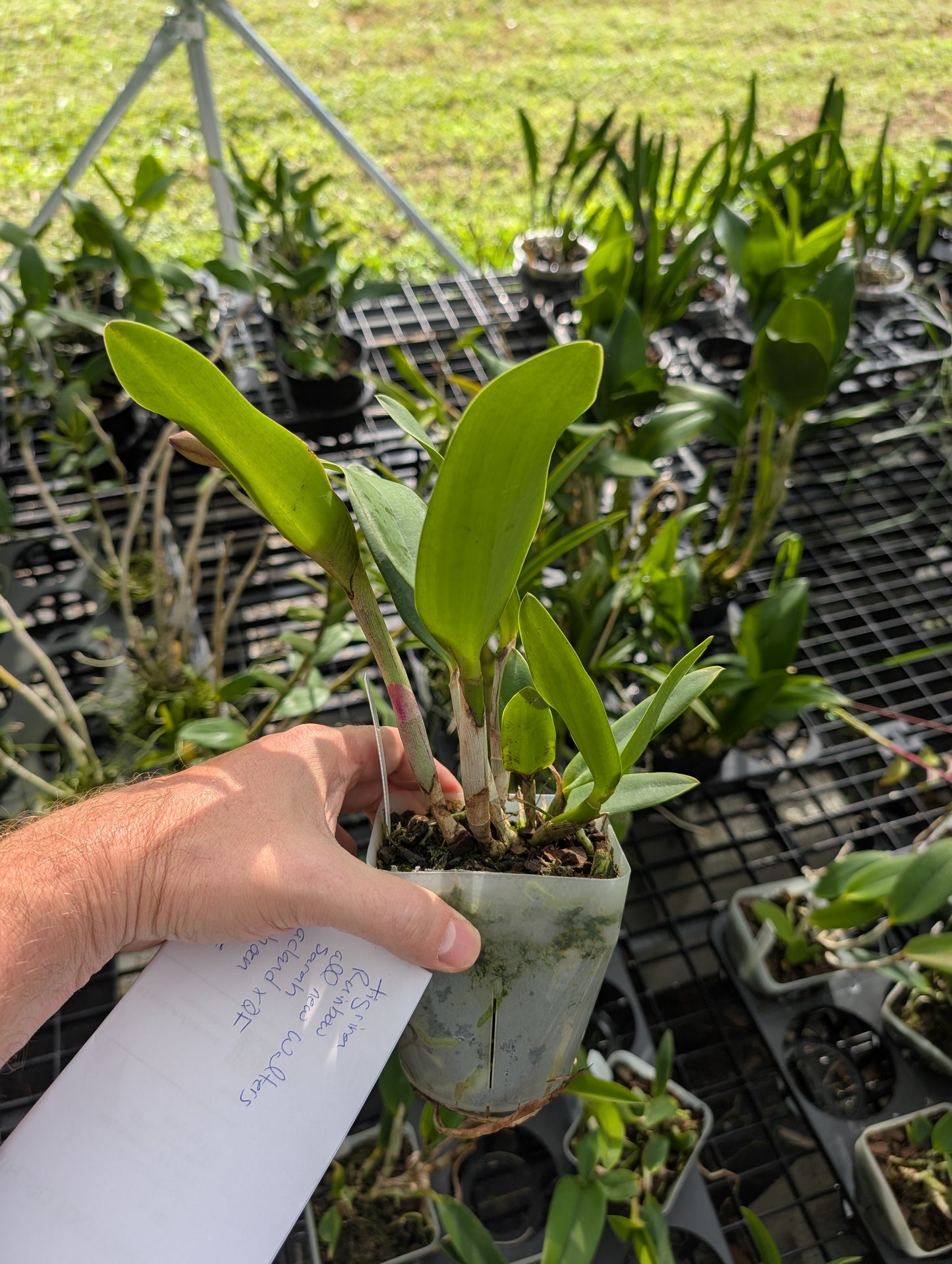 Cattleya Sarah LuettickeArchbell | BS not in bloom