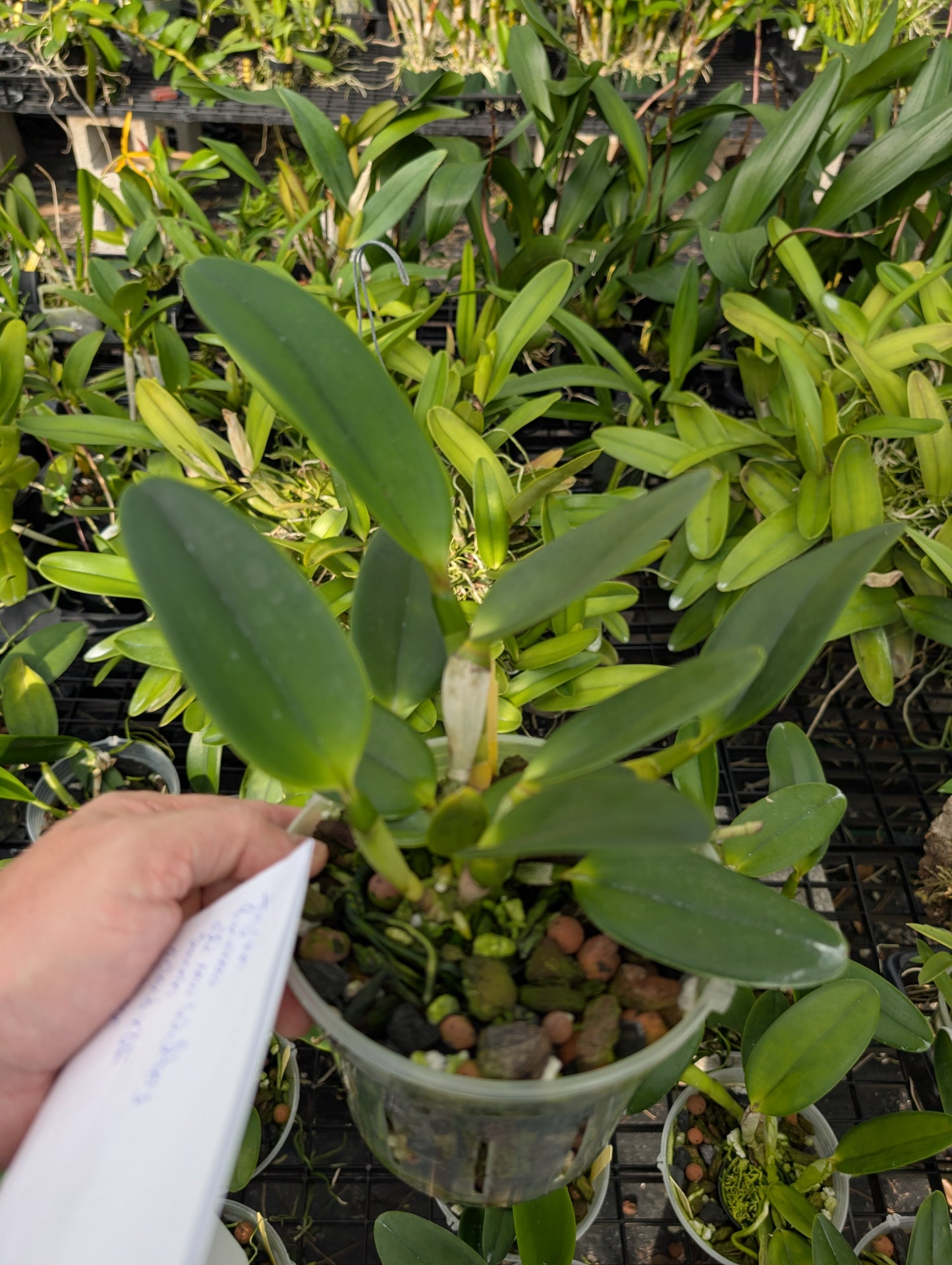 Pot. River and Piper 'Sweetheart' x Blc. Waikiki Gold 'Lea' | 5" pot