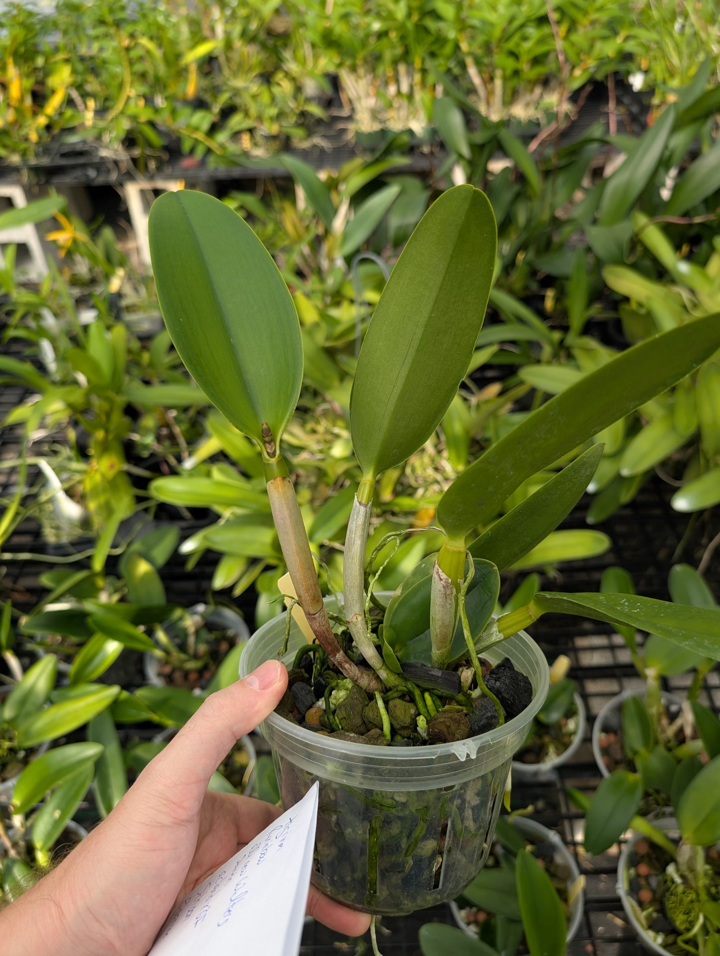 Pot. River and Piper 'Sweetheart' x Blc. Waikiki Gold 'Lea' | 5" pot