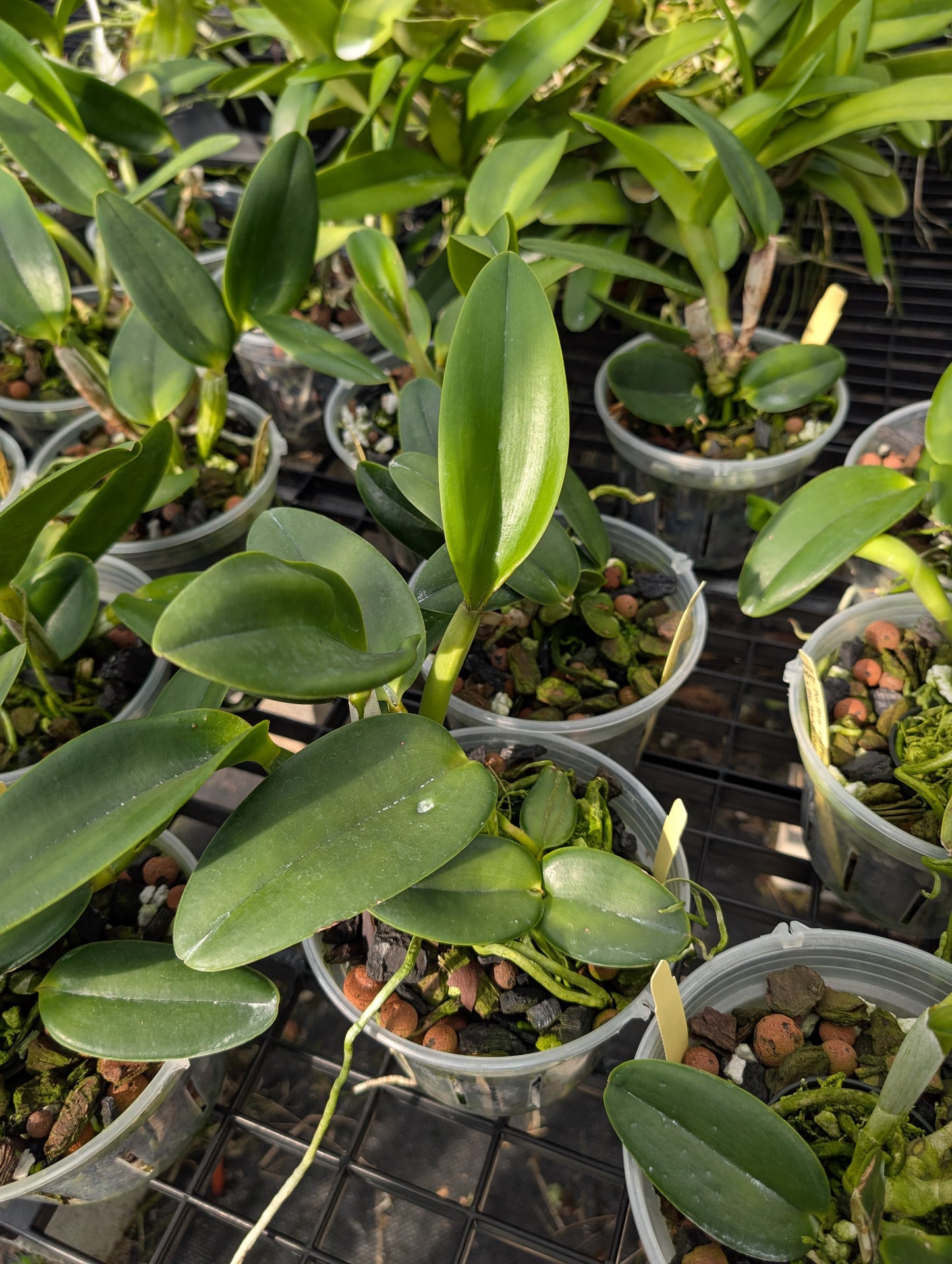 Pot. River and Piper 'Sweetheart' x Blc. Waikiki Gold 'Lea' | 5" pot