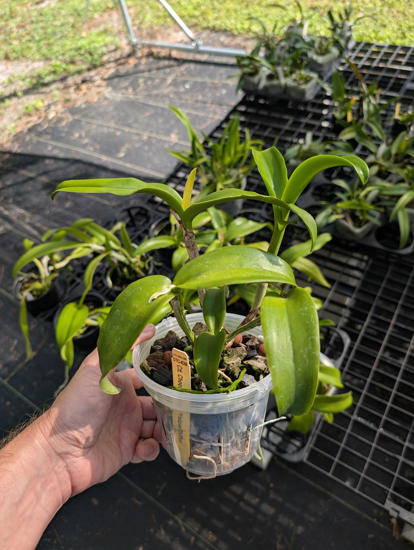 Ctt. Chocolate Drop 'Yellow Chiffon' | BS not in bloom