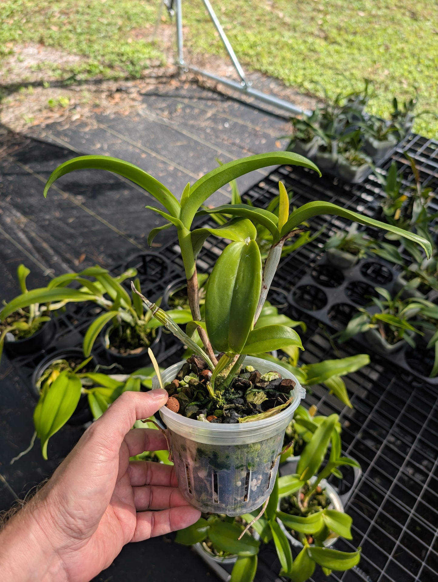 Ctt. Chocolate Drop 'Yellow Chiffon' | BS not in bloom
