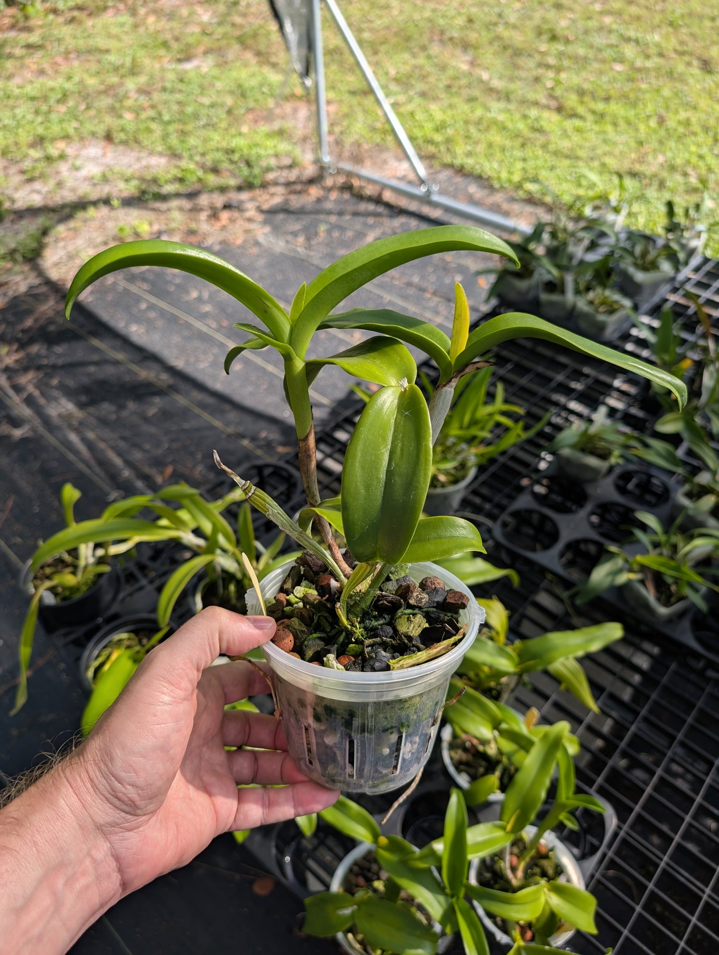 Ctt. Chocolate Drop 'Yellow Chiffon' | BS not in bloom