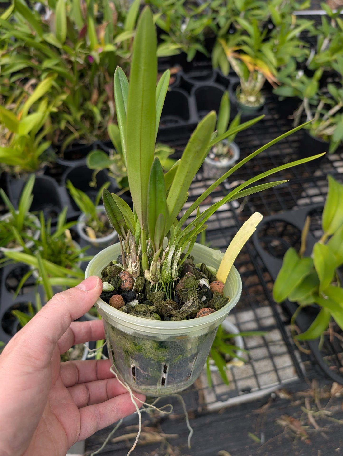 Encyclia rufa x sib | NBS