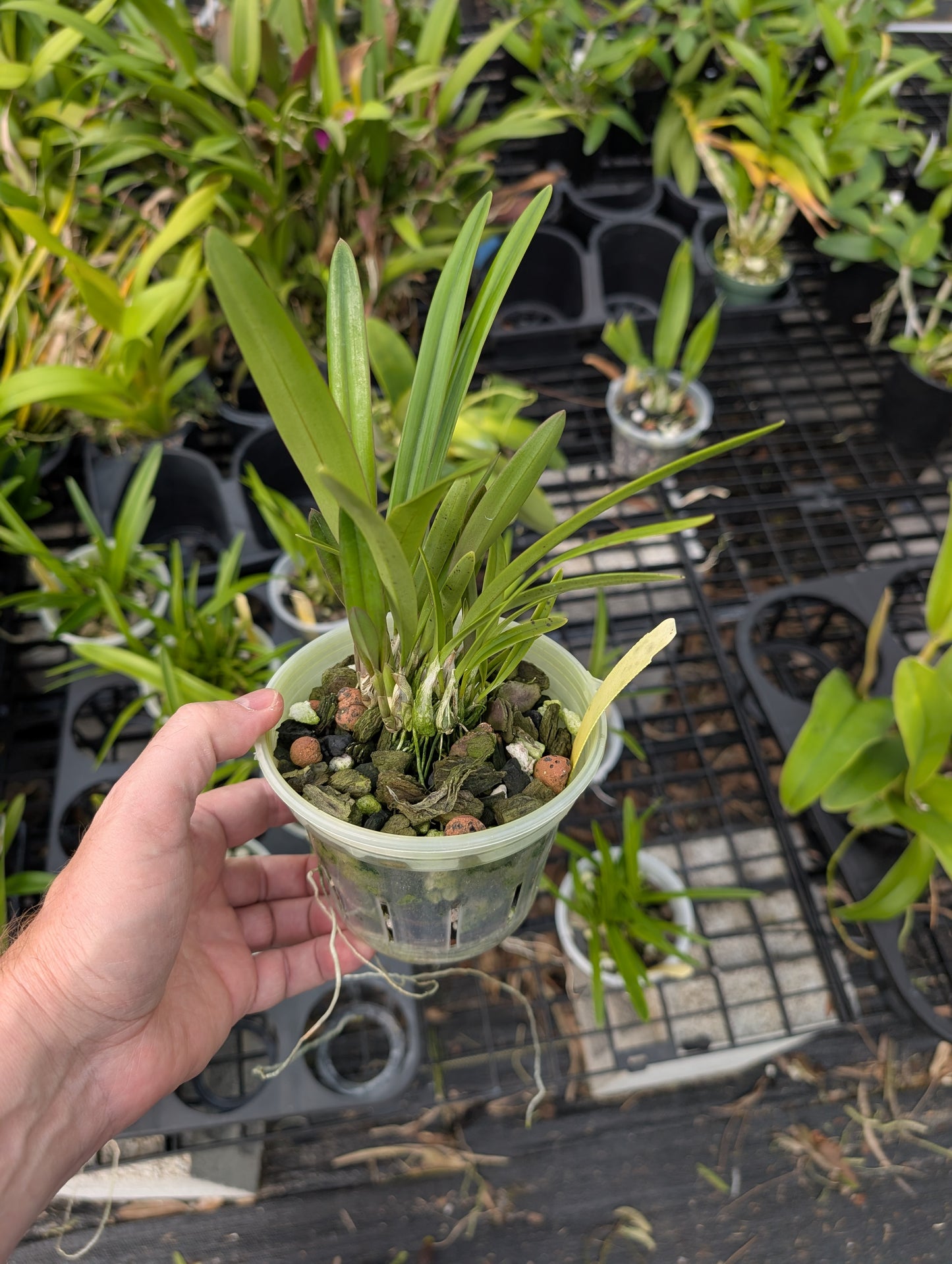 Encyclia rufa x sib | NBS