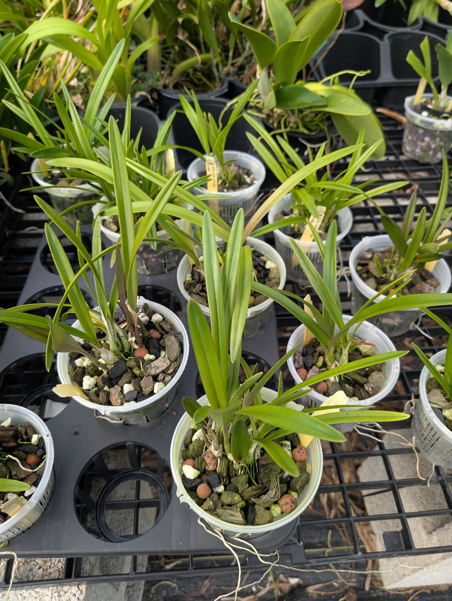 Encyclia rufa x sib | NBS