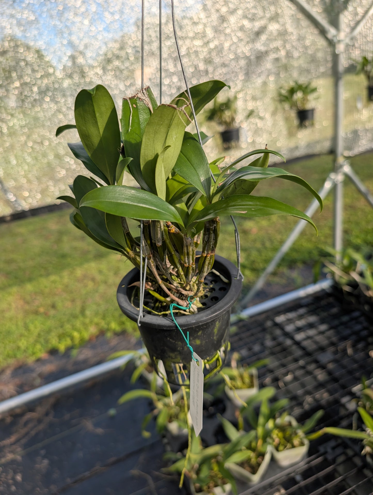 Dendrobium farmeri Pink x sib