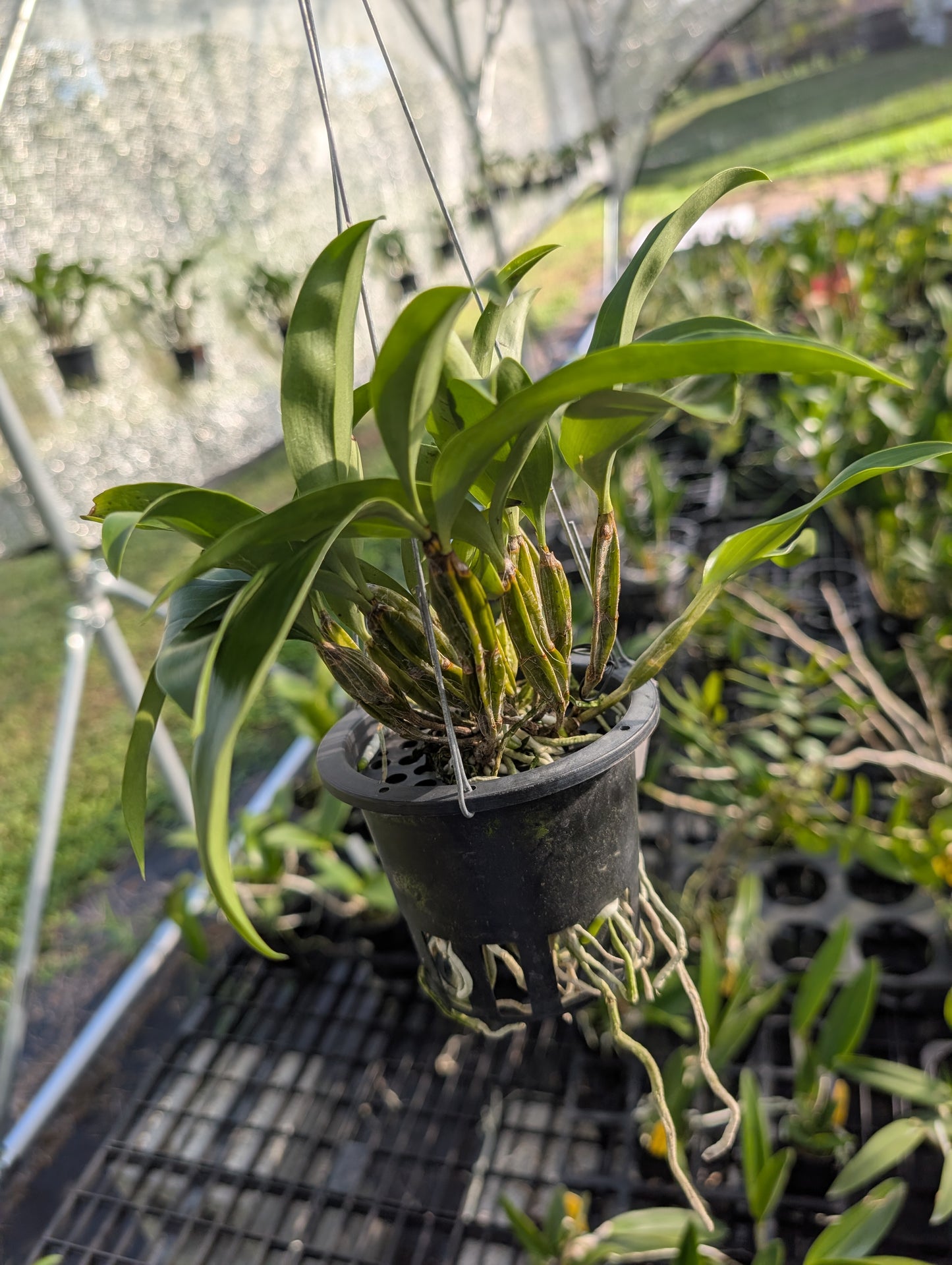 Dendrobium farmeri Pink x sib