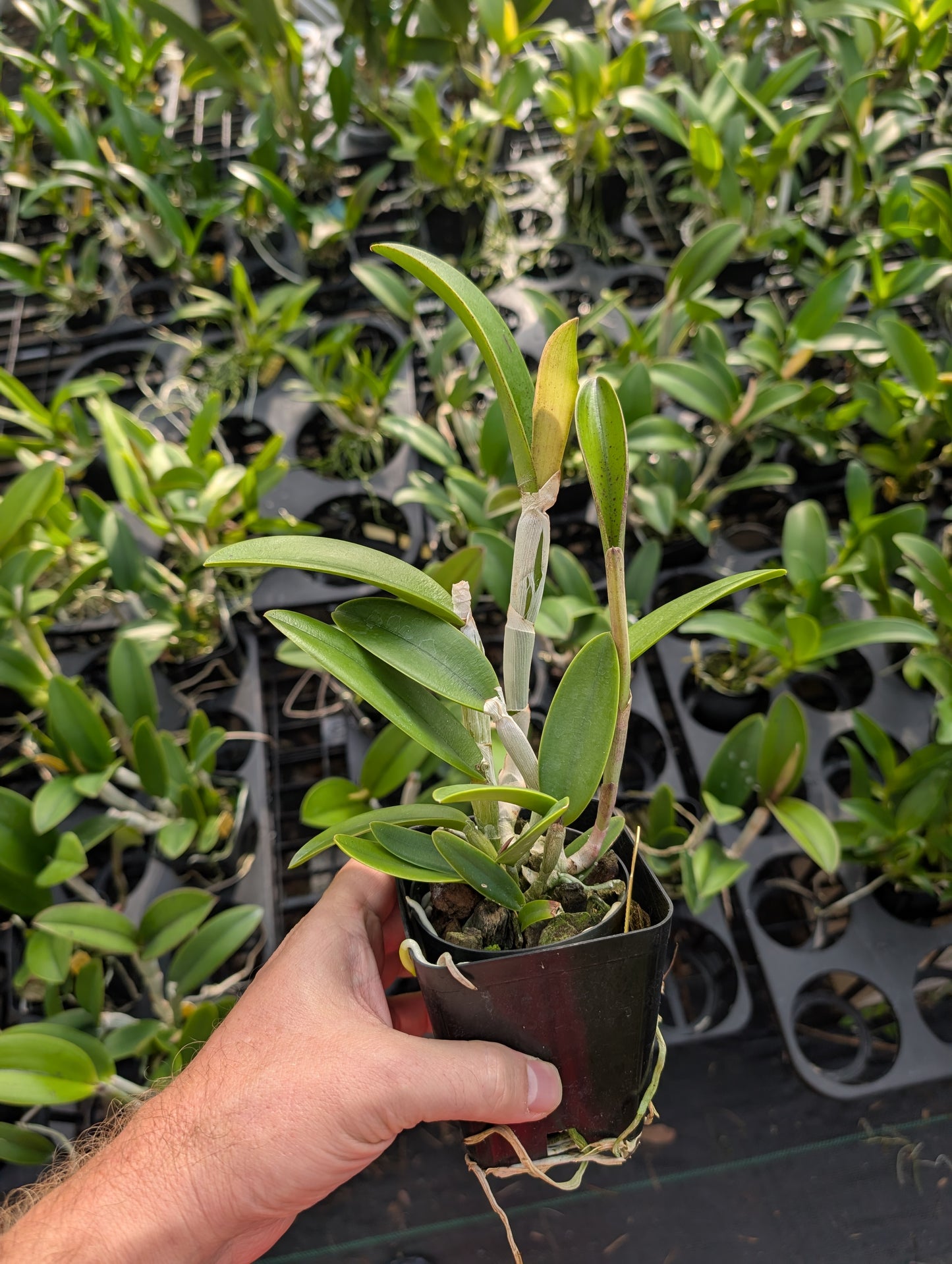 Rlc. Thetis | BS not bloom