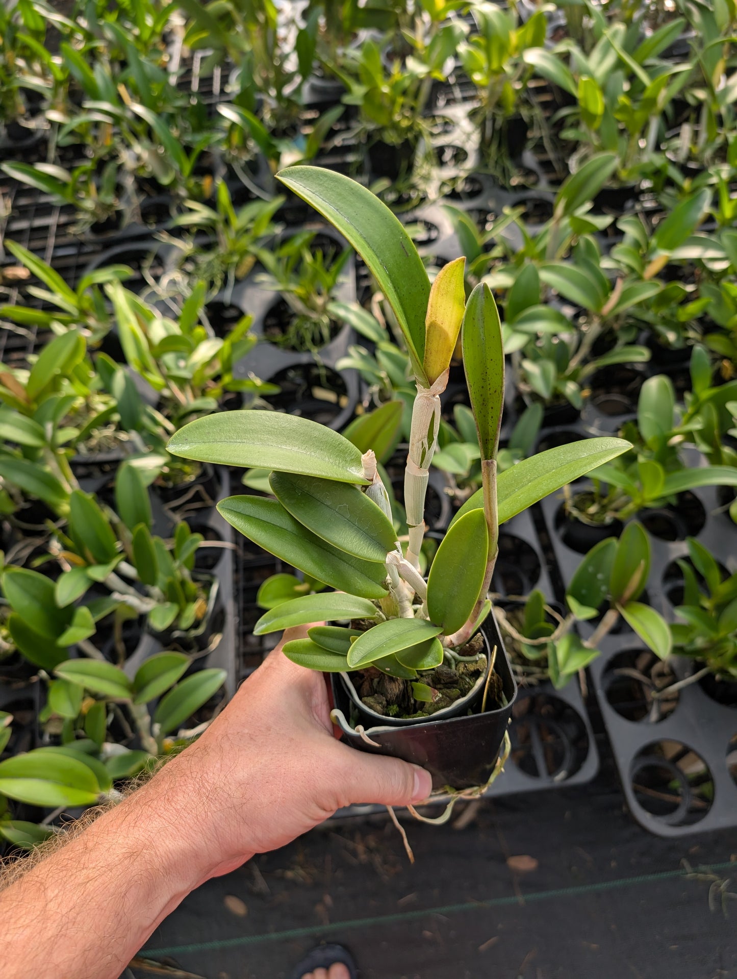 Rlc. Thetis | BS not bloom