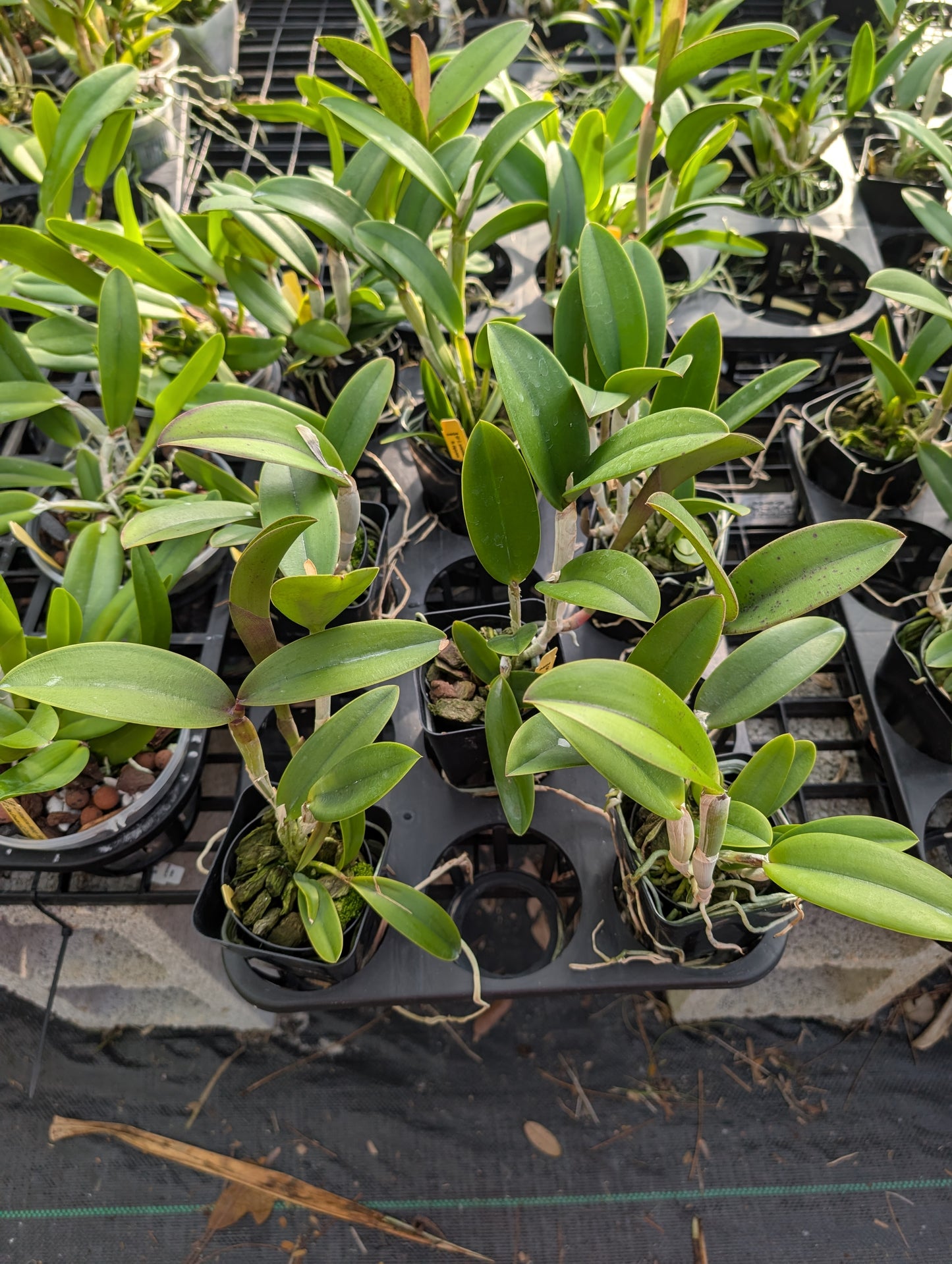 Rlc. Thetis | BS not bloom