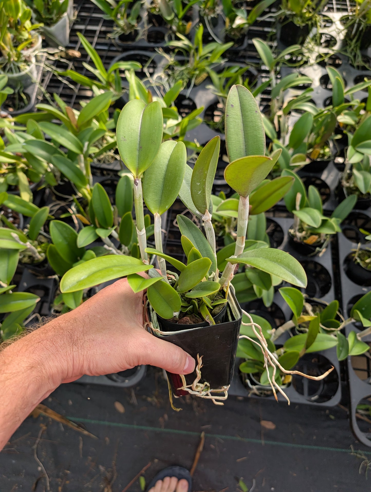 Rlc. Thetis | BS not bloom