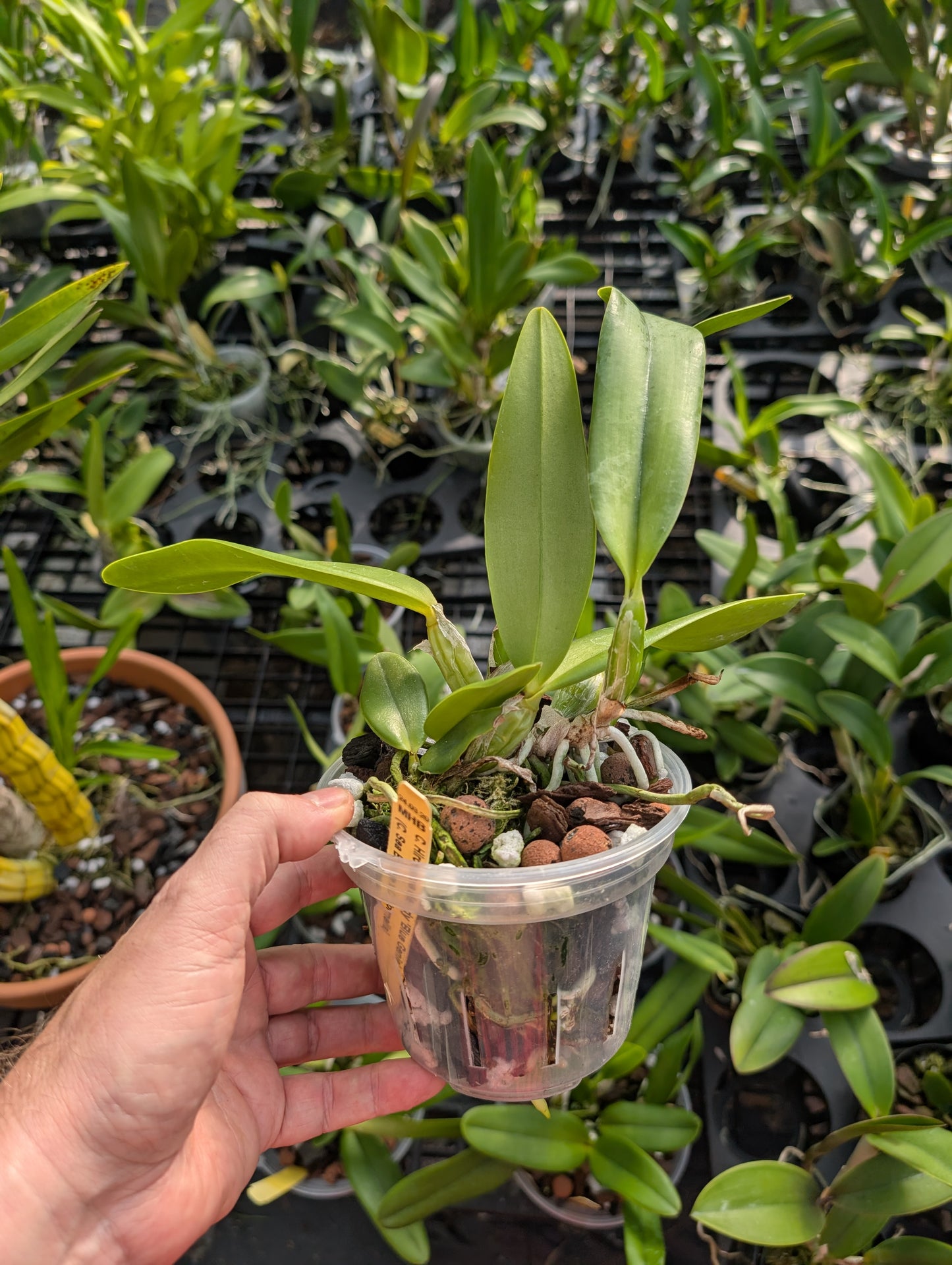 C. Measuresiana (C. walkeriana 'HR' x C. acladiae 'Tiger') | BS not in bloom