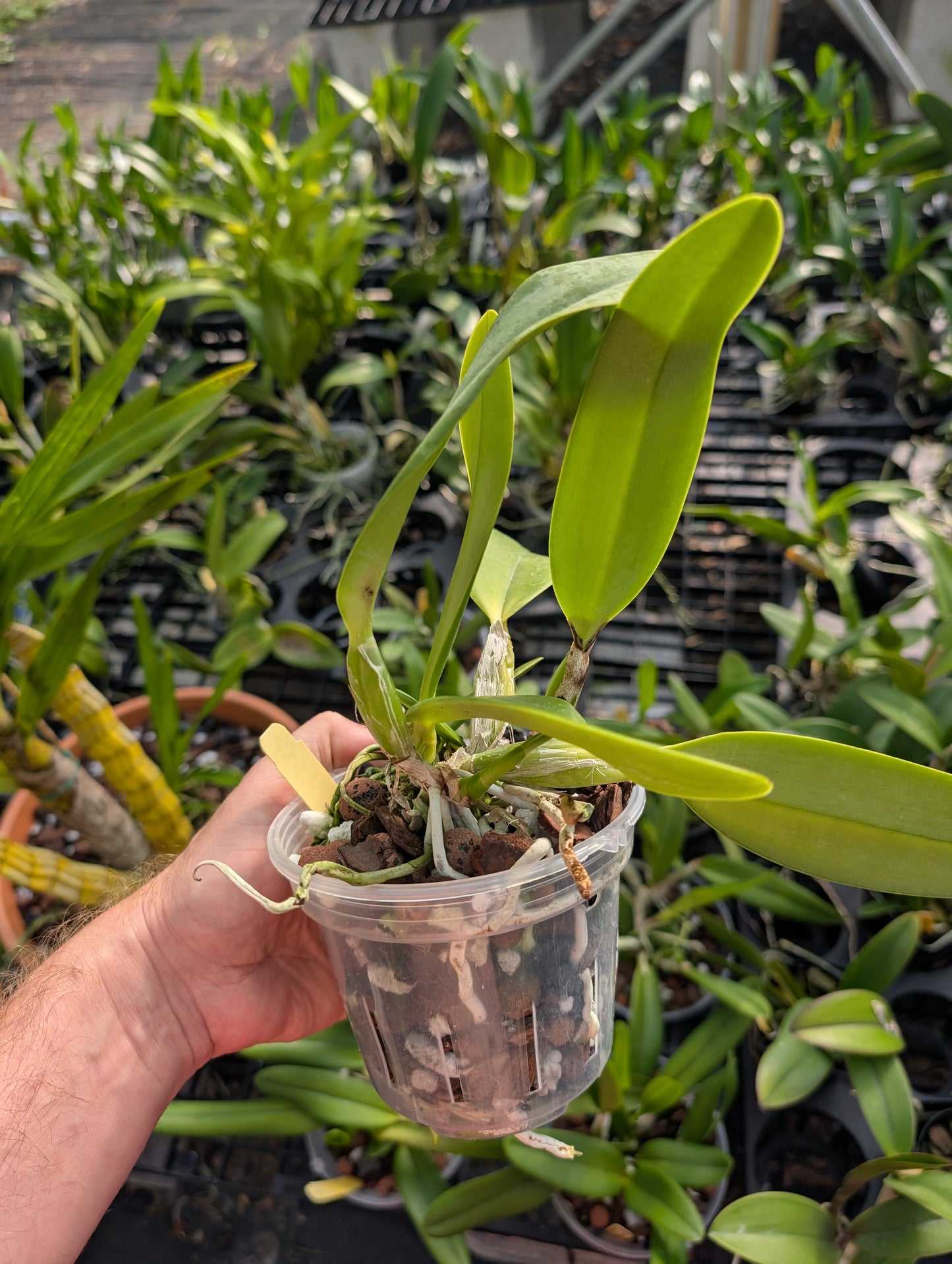 C. Measuresiana (C. walkeriana 'HR' x C. acladiae 'Tiger') | BS not in bloom