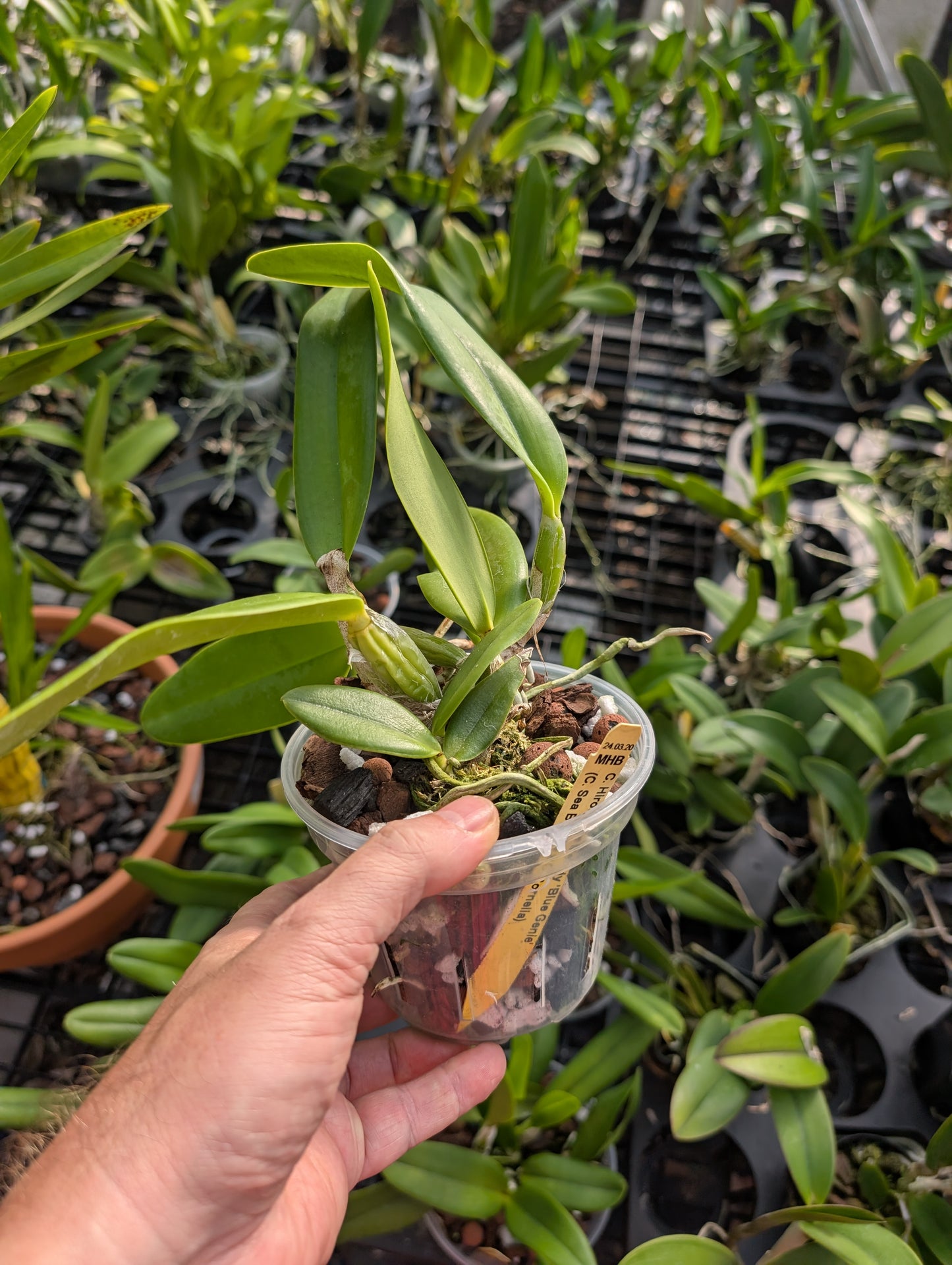 C. Measuresiana (C. walkeriana 'HR' x C. acladiae 'Tiger') | BS not in bloom