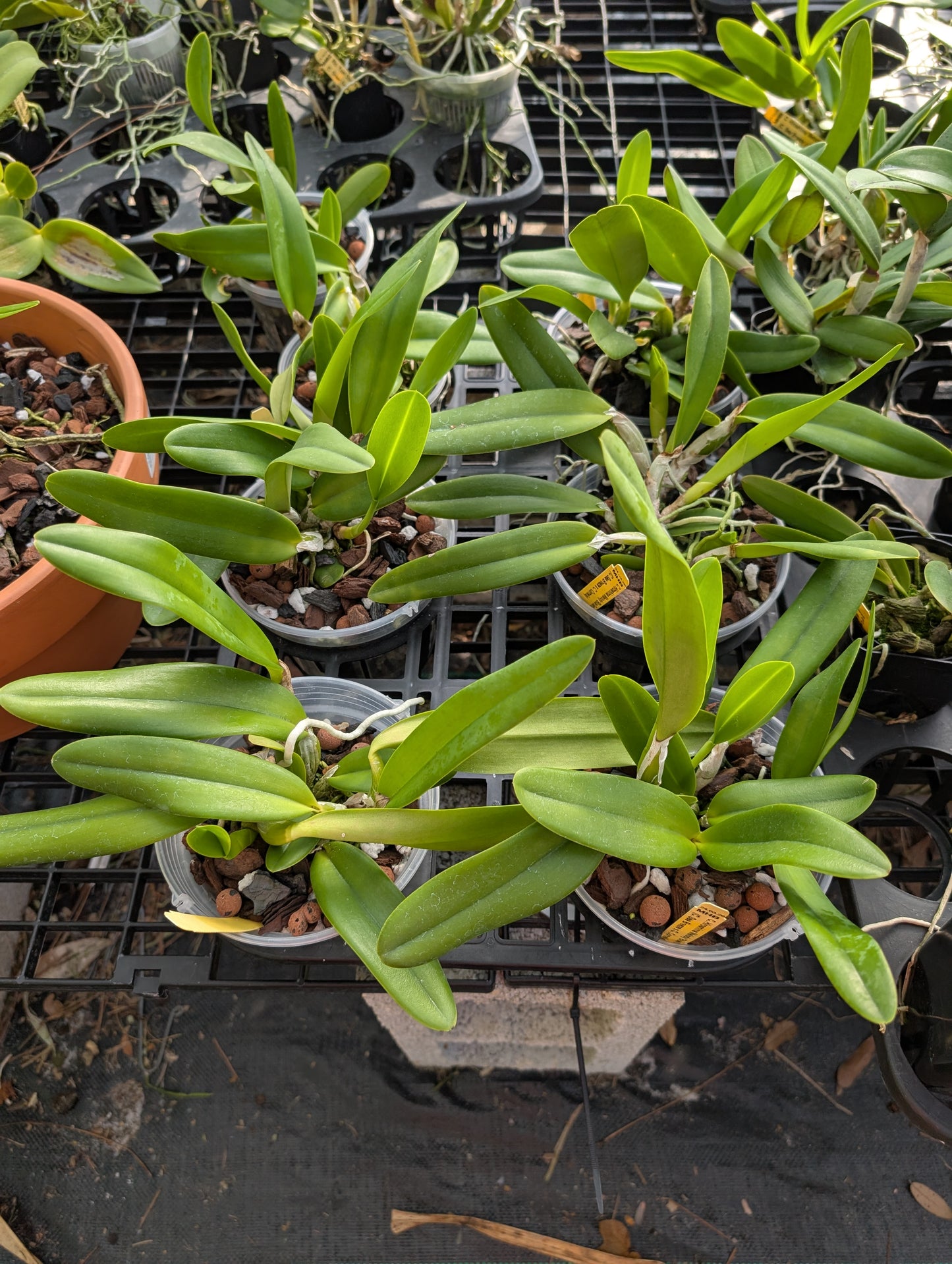 C. Measuresiana (C. walkeriana 'HR' x C. acladiae 'Tiger') | BS not in bloom