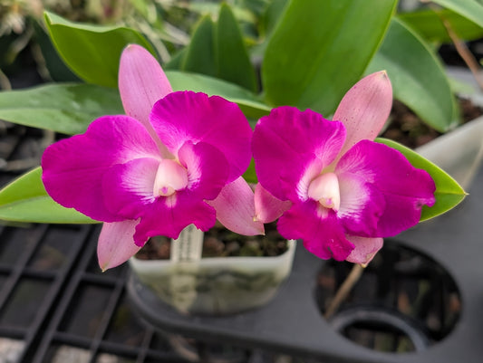 Cattleya Sarah LuettickeArchbell | BS not in bloom