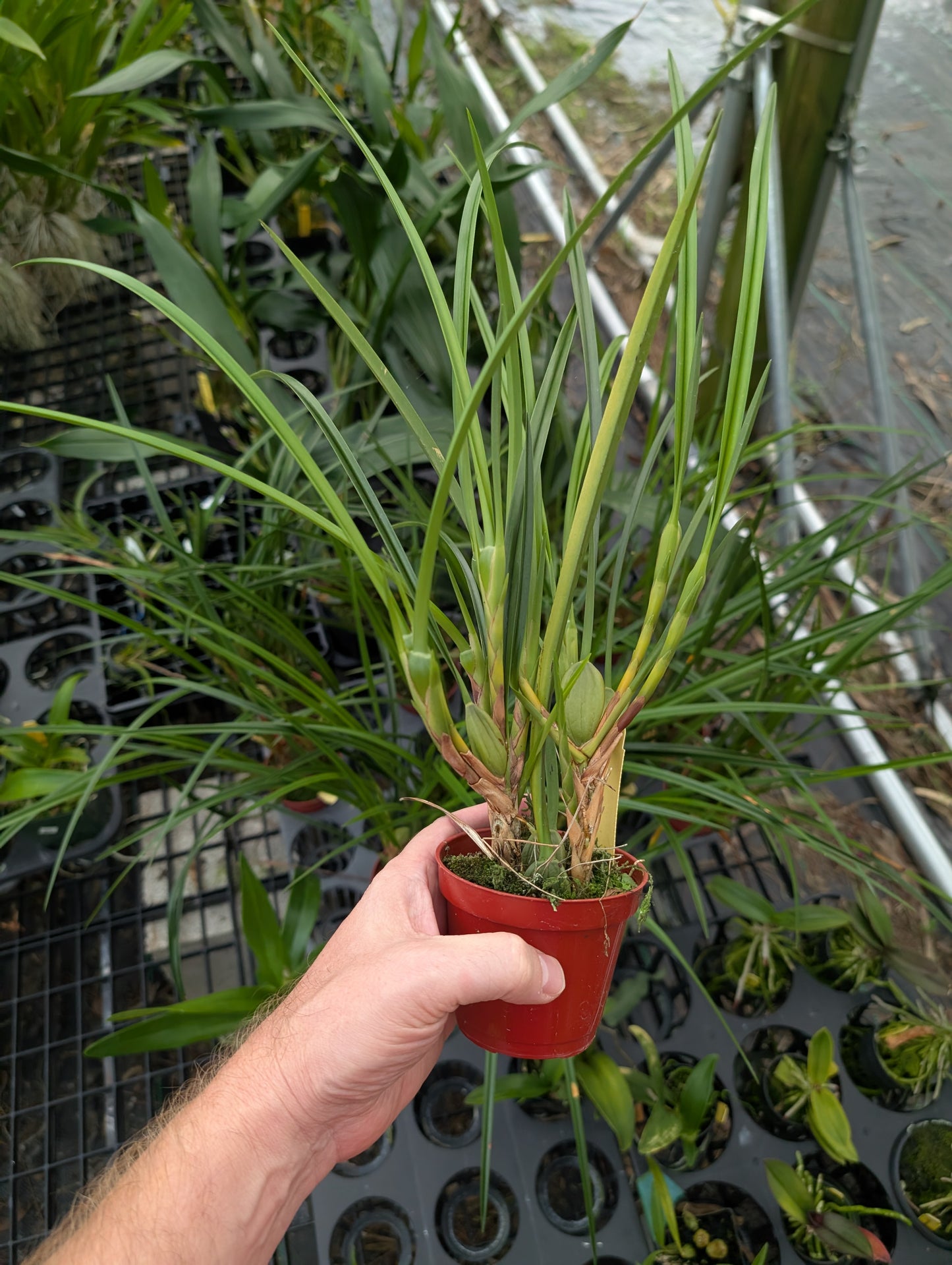 Maxillaria tenuifolia 'Yamada'(yellow) | Fragrant coconut orchid