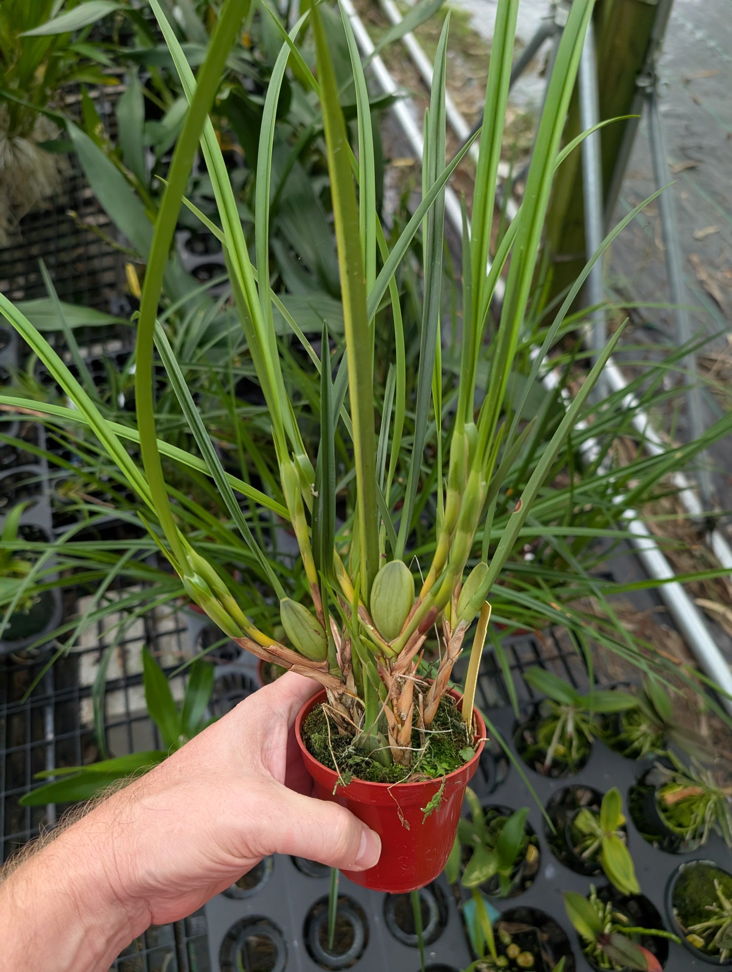 Maxillaria tenuifolia 'Yamada'(yellow) | Fragrant coconut orchid