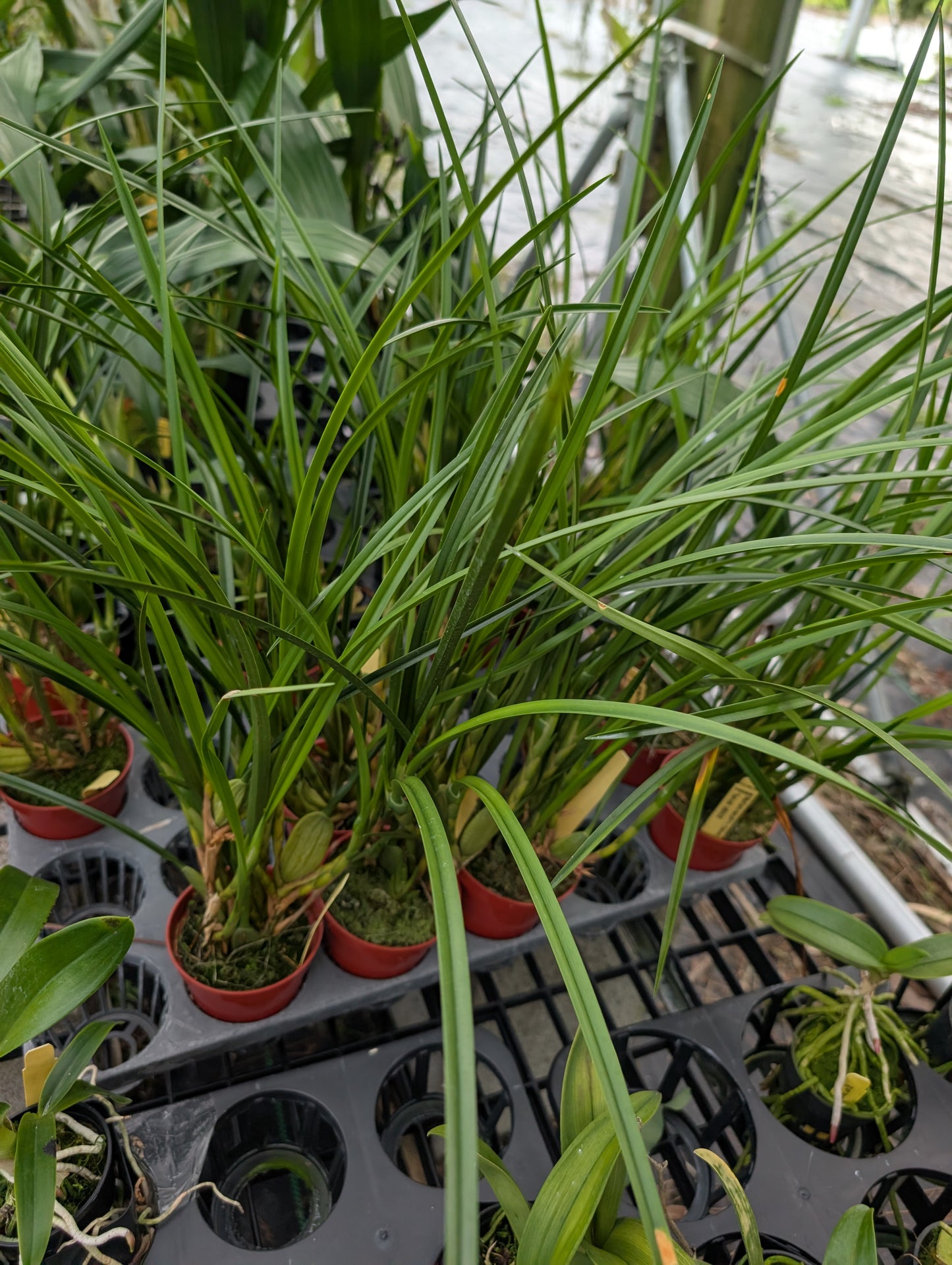 Maxillaria tenuifolia 'Yamada'(yellow) | Fragrant coconut orchid