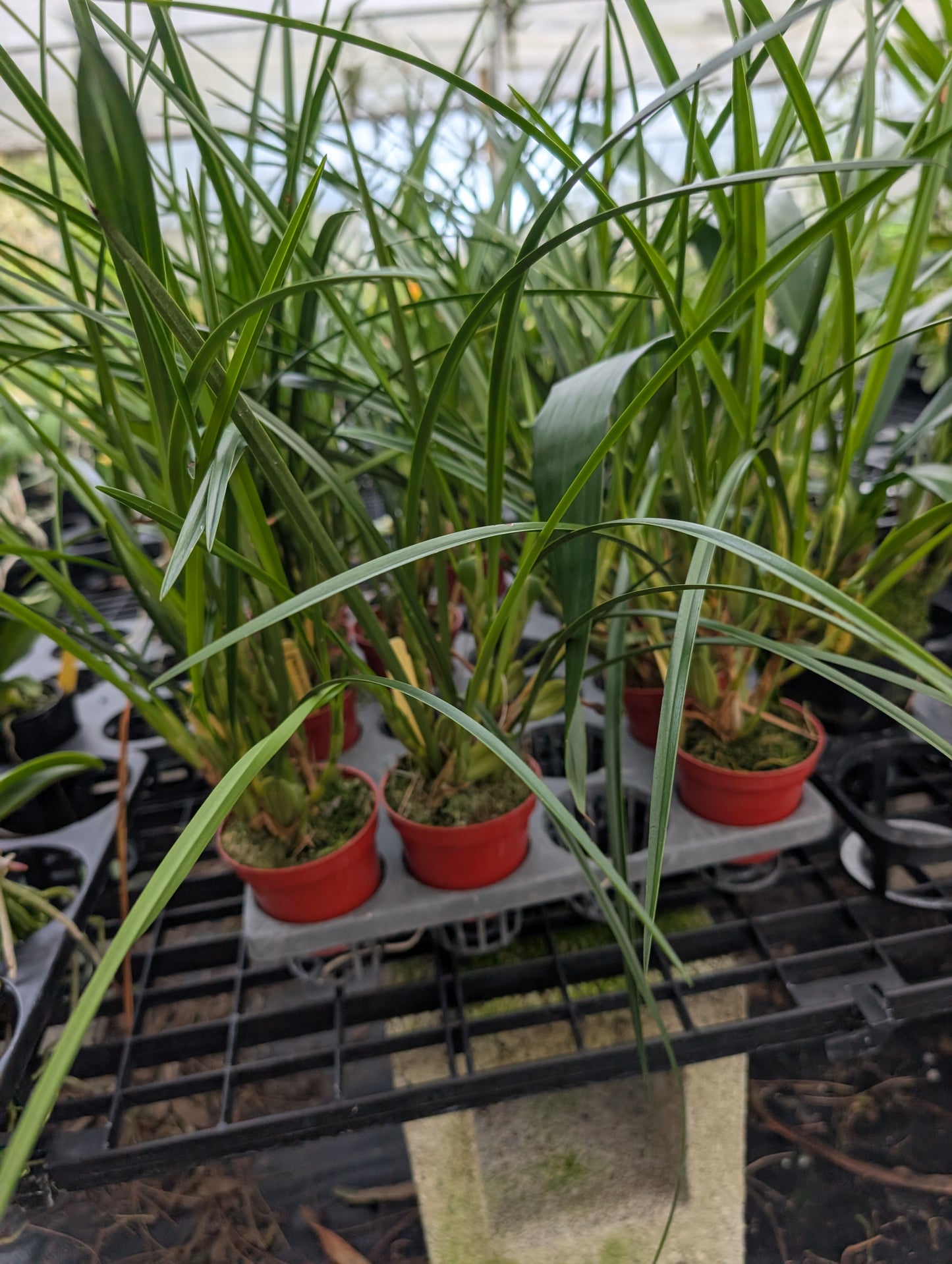 Maxillaria tenuifolia 'Yamada'(yellow) | Fragrant coconut orchid
