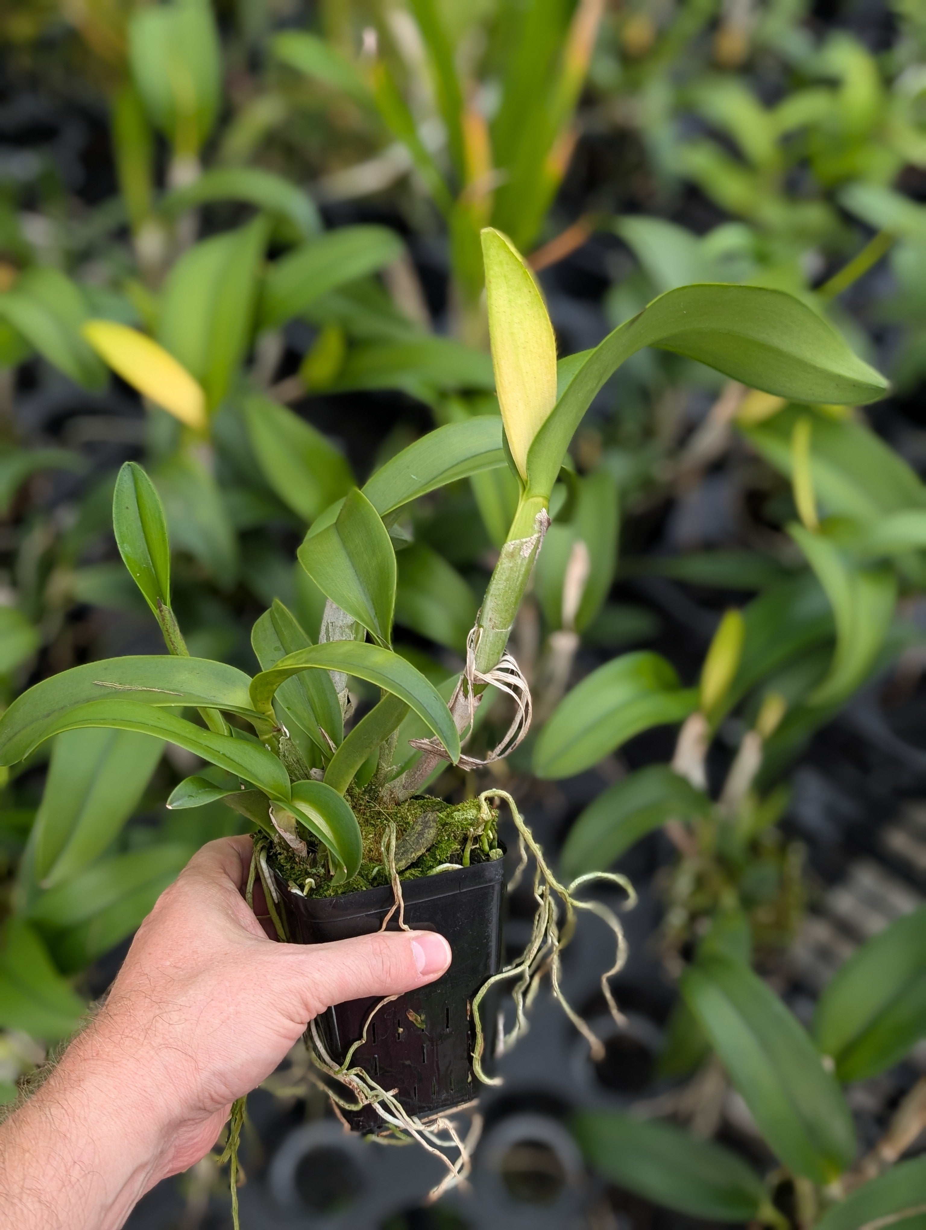 Rlc. Sung Ya Green 'Mailman' | BS not in bloom – Barefoot Orchids