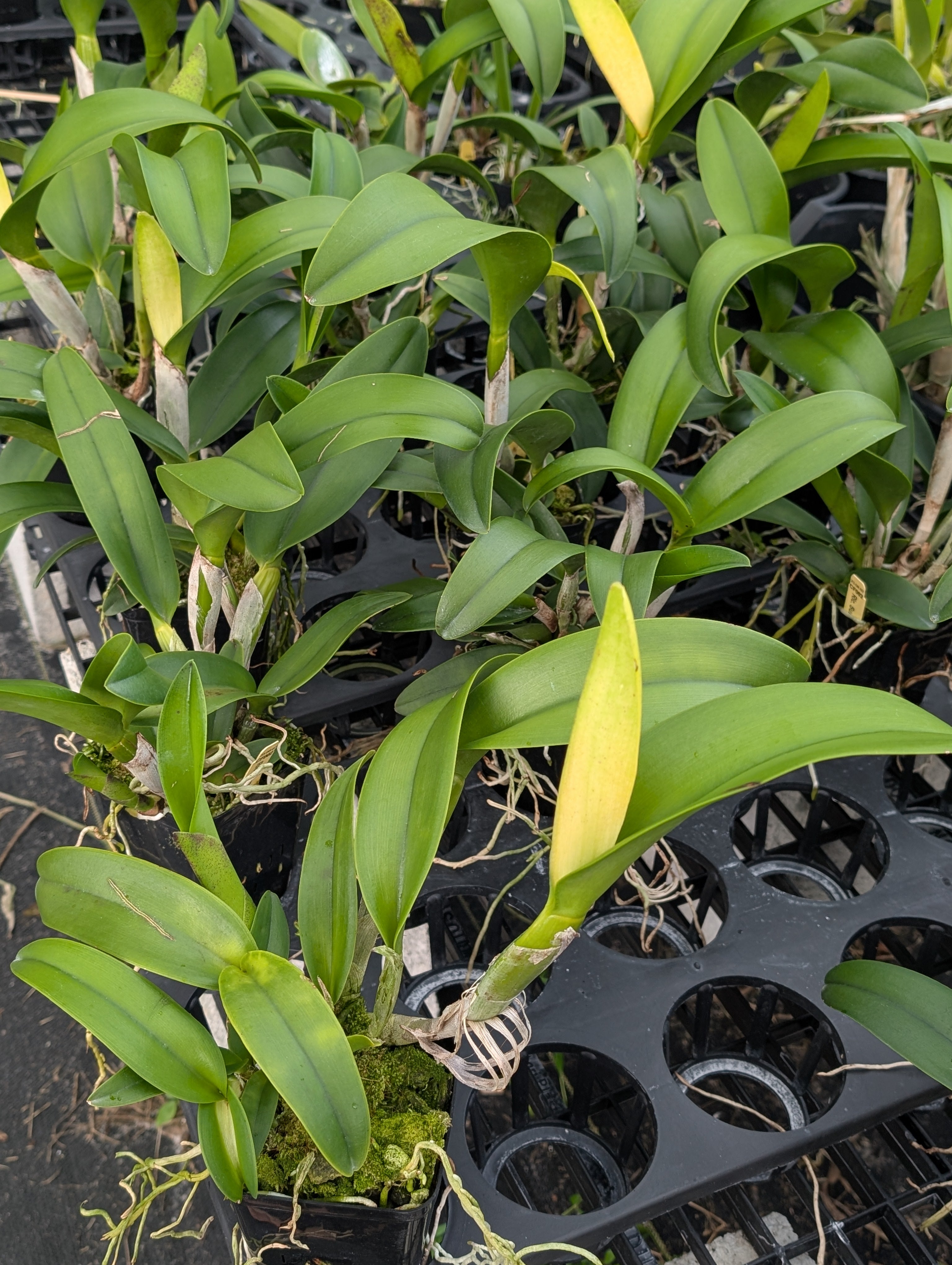 Rlc. Sung Ya Green 'Mailman' | BS not in bloom – Barefoot Orchids