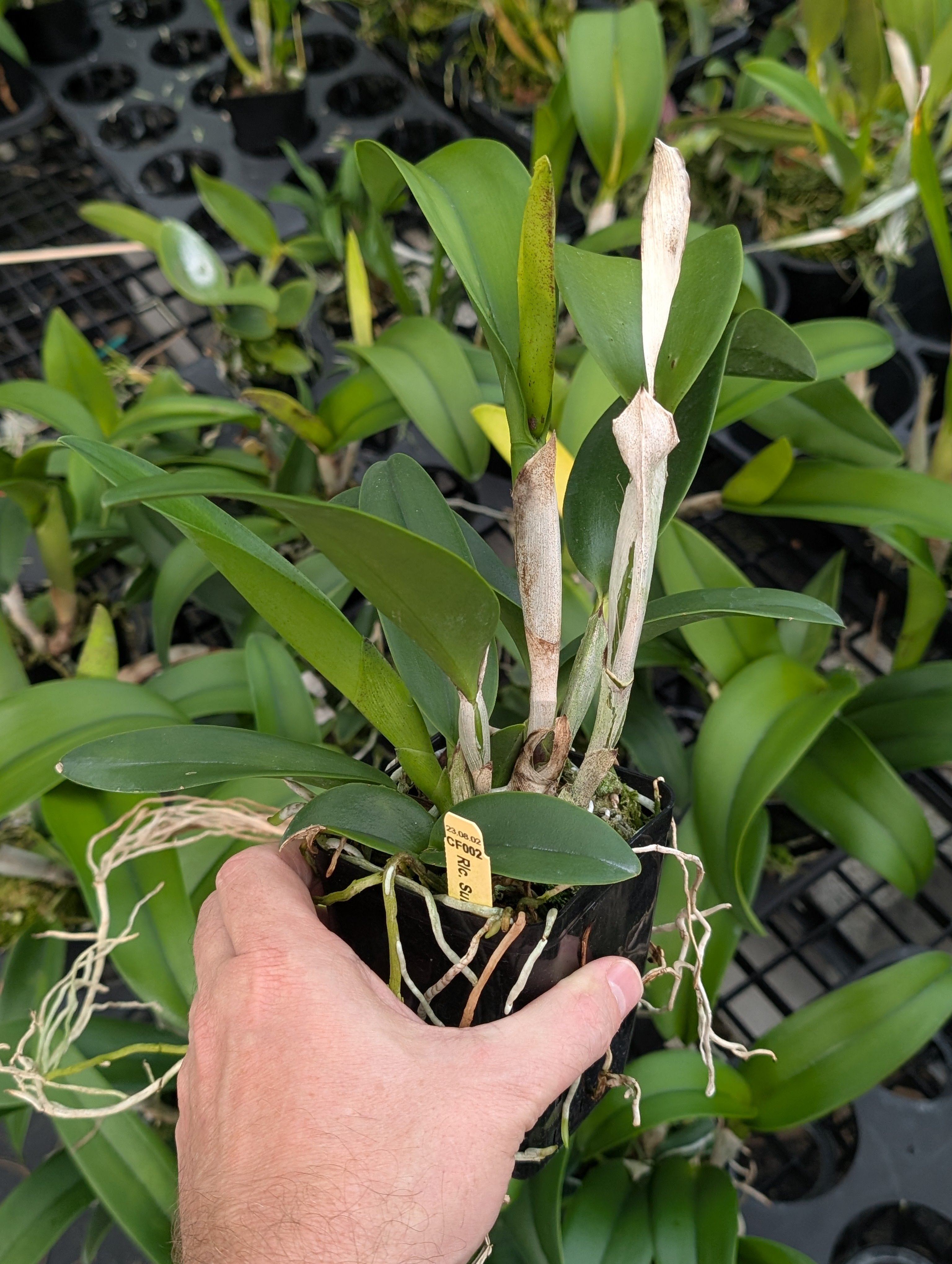 Rlc. Sung Ya Green 'Mailman' | BS not in bloom – Barefoot Orchids