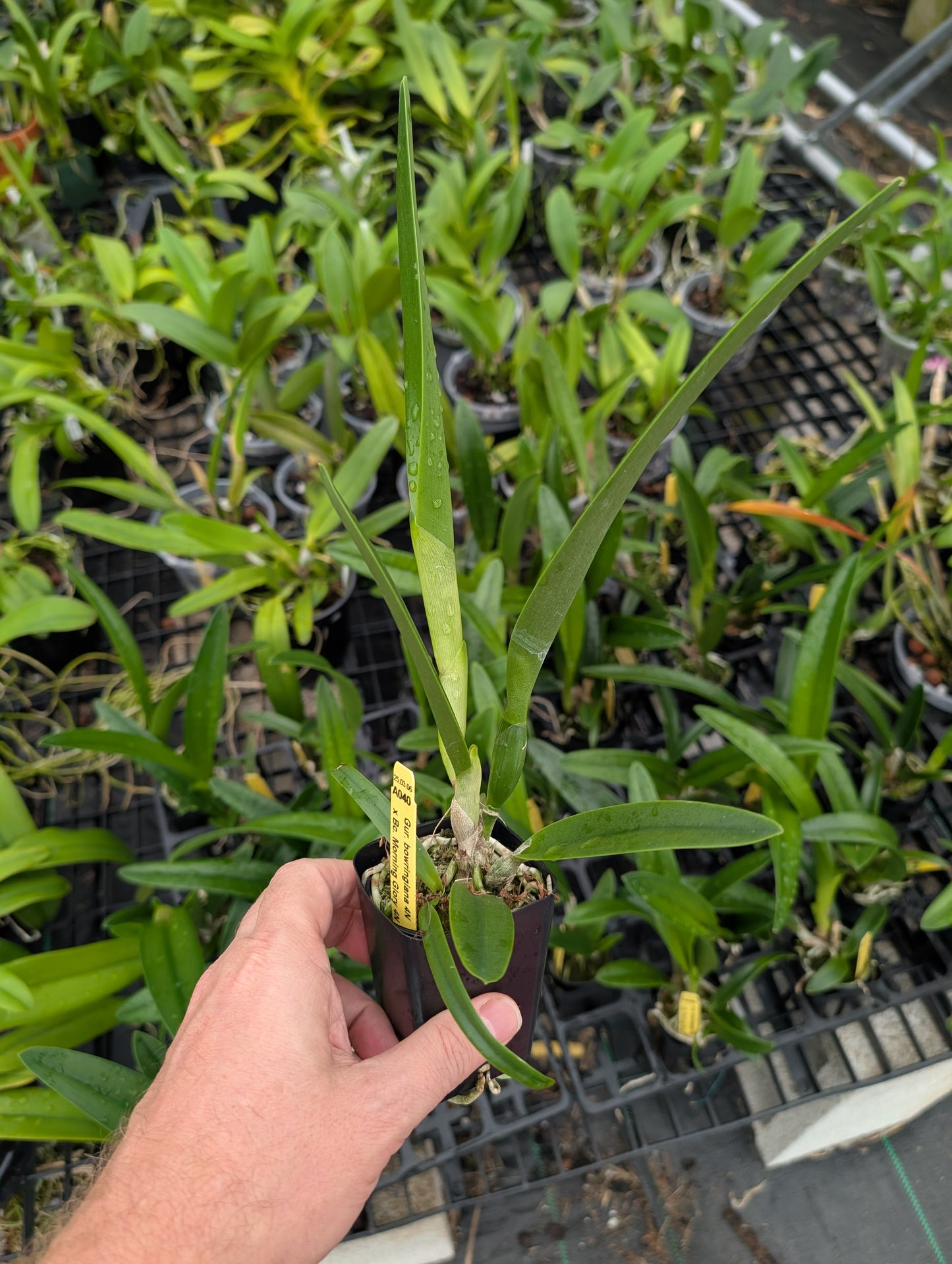 C. bowringiana 4N x Bc. Morning Glory 4N | BS not in Bloom