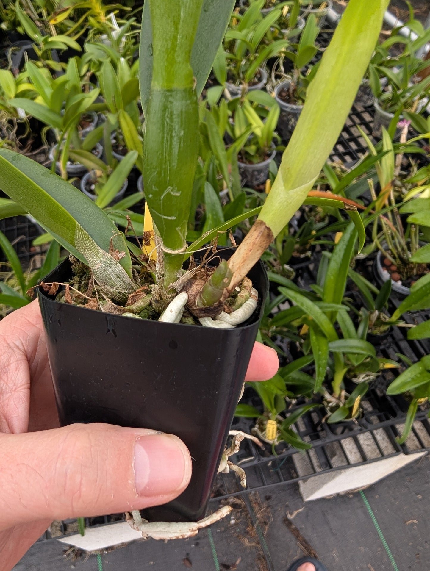 C. bowringiana 4N x Bc. Morning Glory 4N | BS not in Bloom