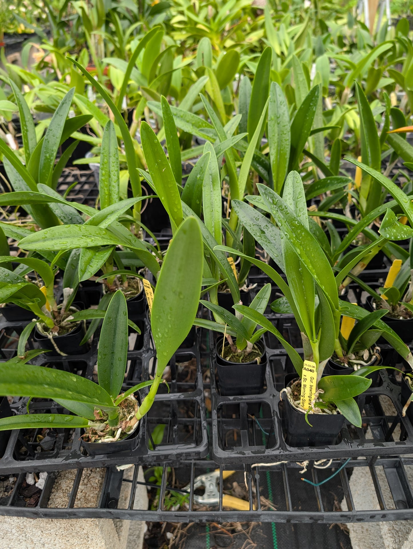 C. bowringiana 4N x Bc. Morning Glory 4N | BS not in Bloom