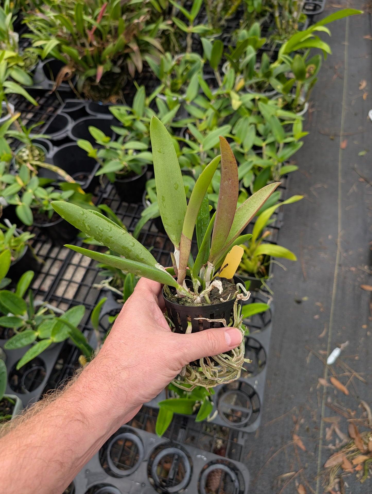 Bc. QF Carleen (aclandiae x David Sander) | BS not in Bloom